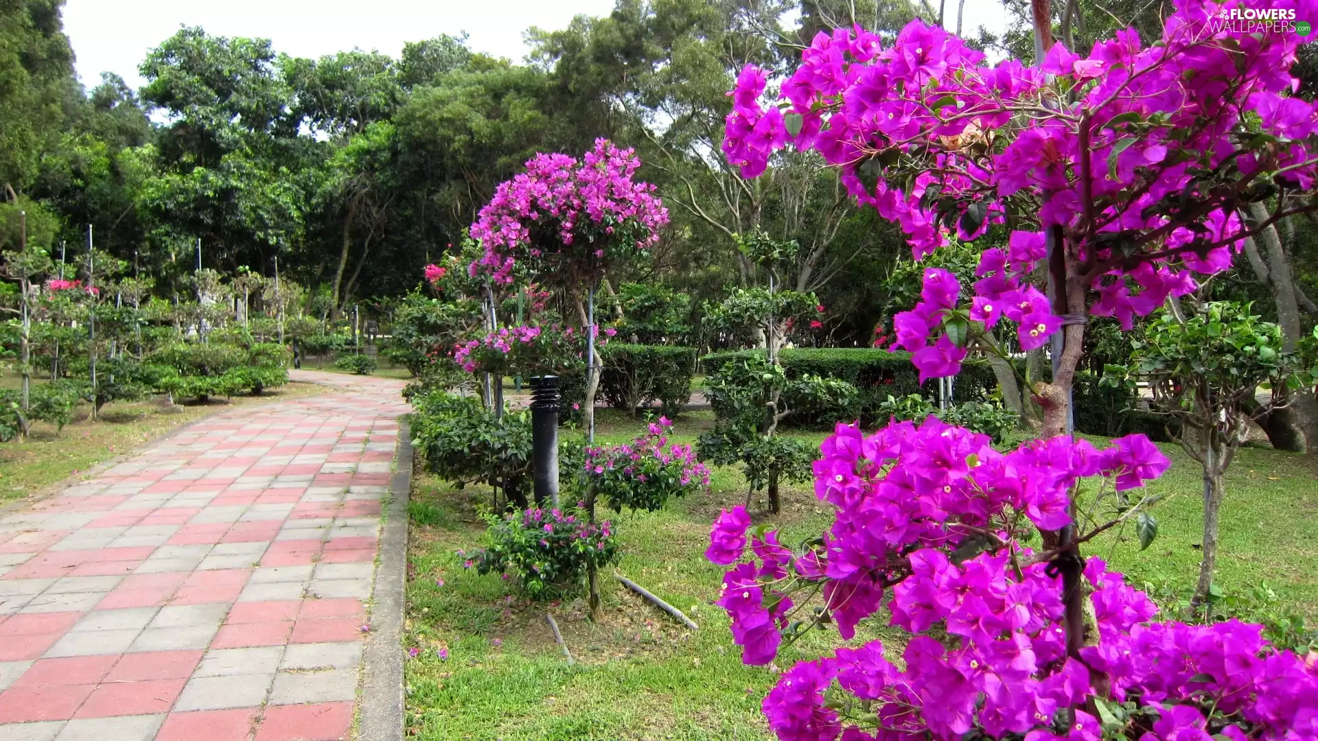 Garden, Bougainvillea