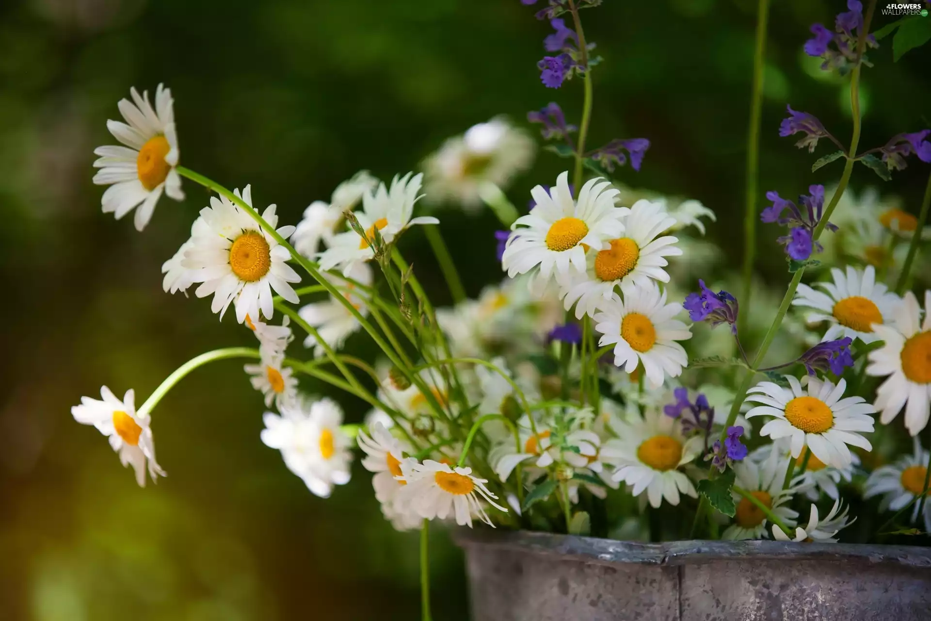 Garden, bouquet, bucket