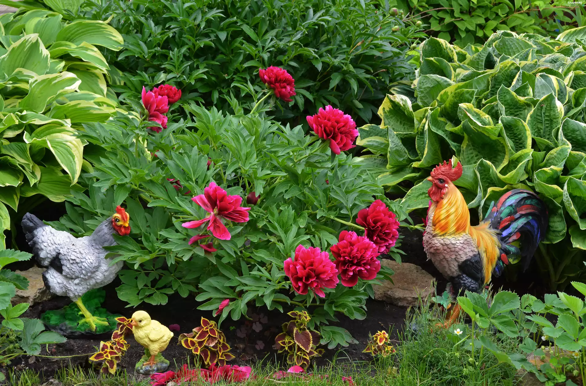 figures, Garden, chicken, rooster, Peonies