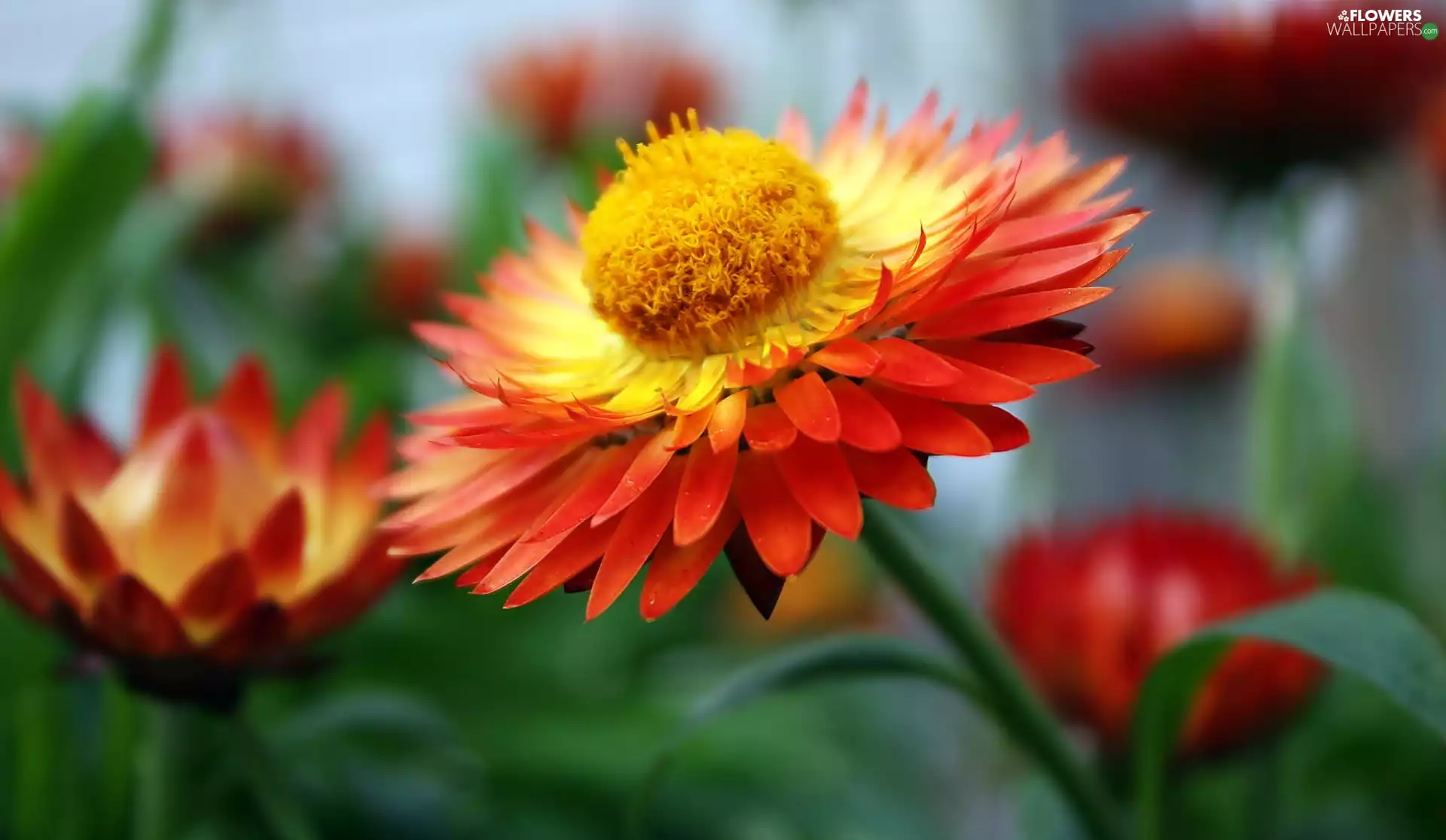 Colourfull Flowers, Kocanka garden