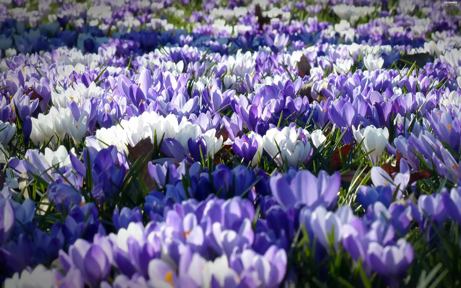 Garden, Flowers, crocus