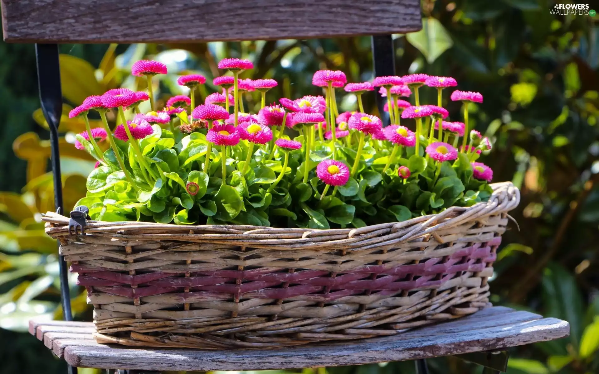 Bench, Garden, daisies, basket, ornamental