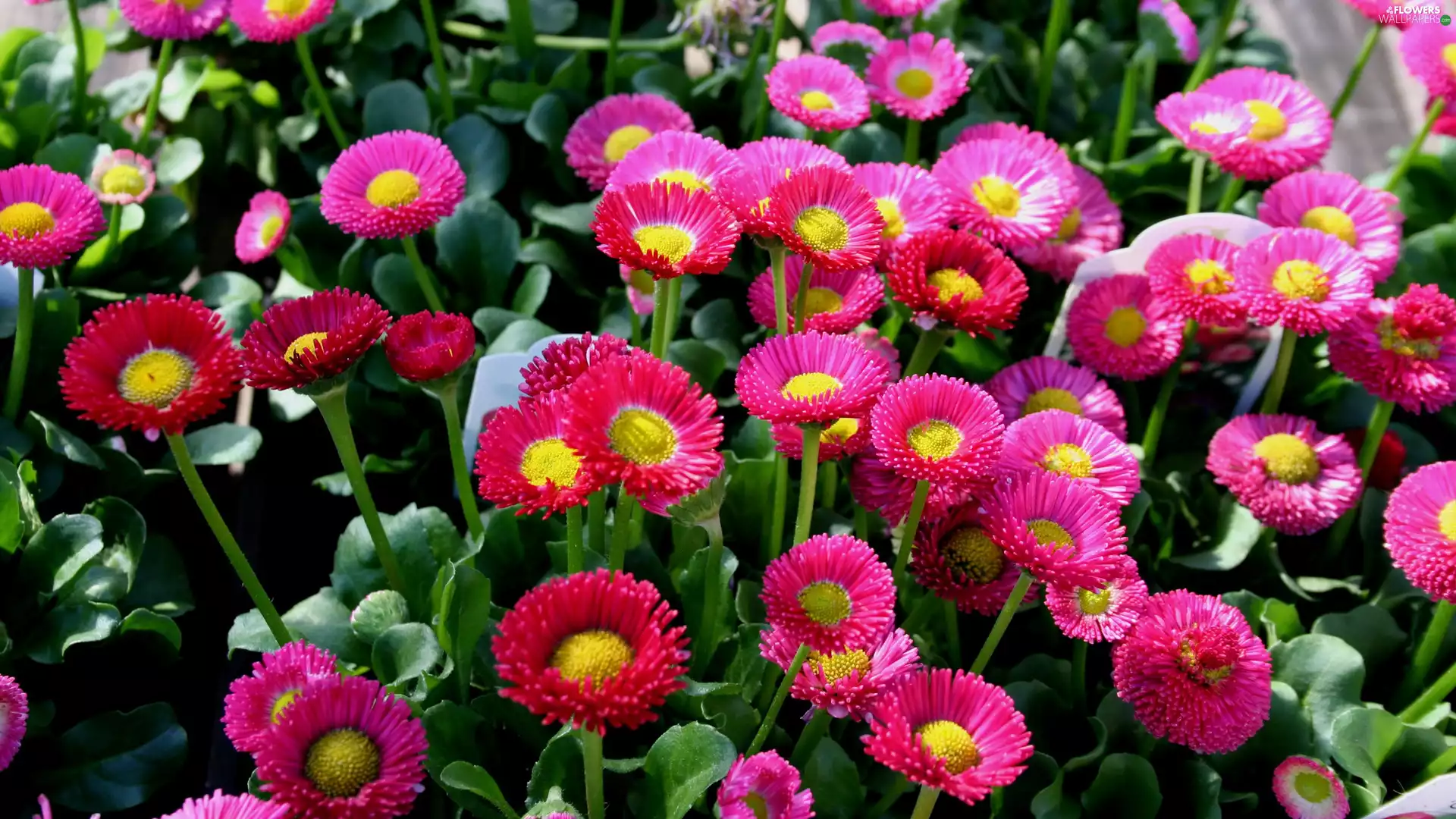 Garden, ornamental, daisies
