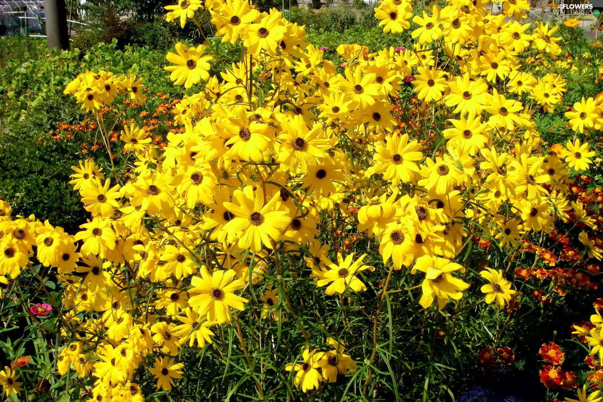 Garden, Yellow, daisy
