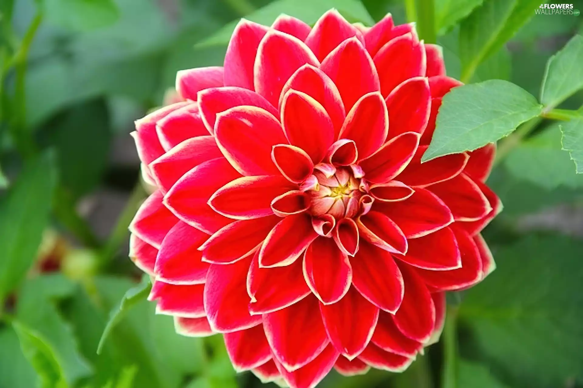 garden, Flower, Dalia