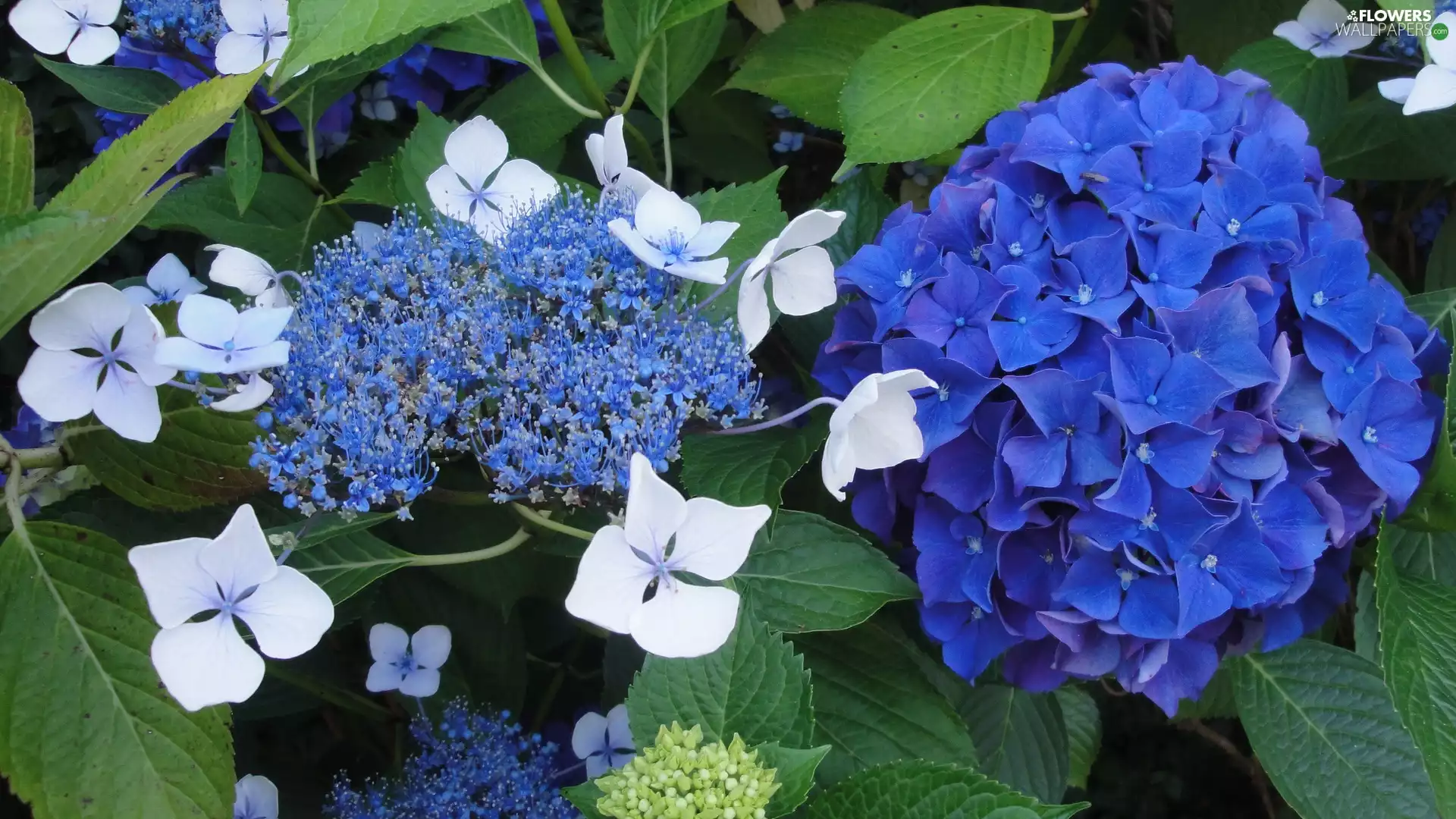 Garden, Blue, Flowers