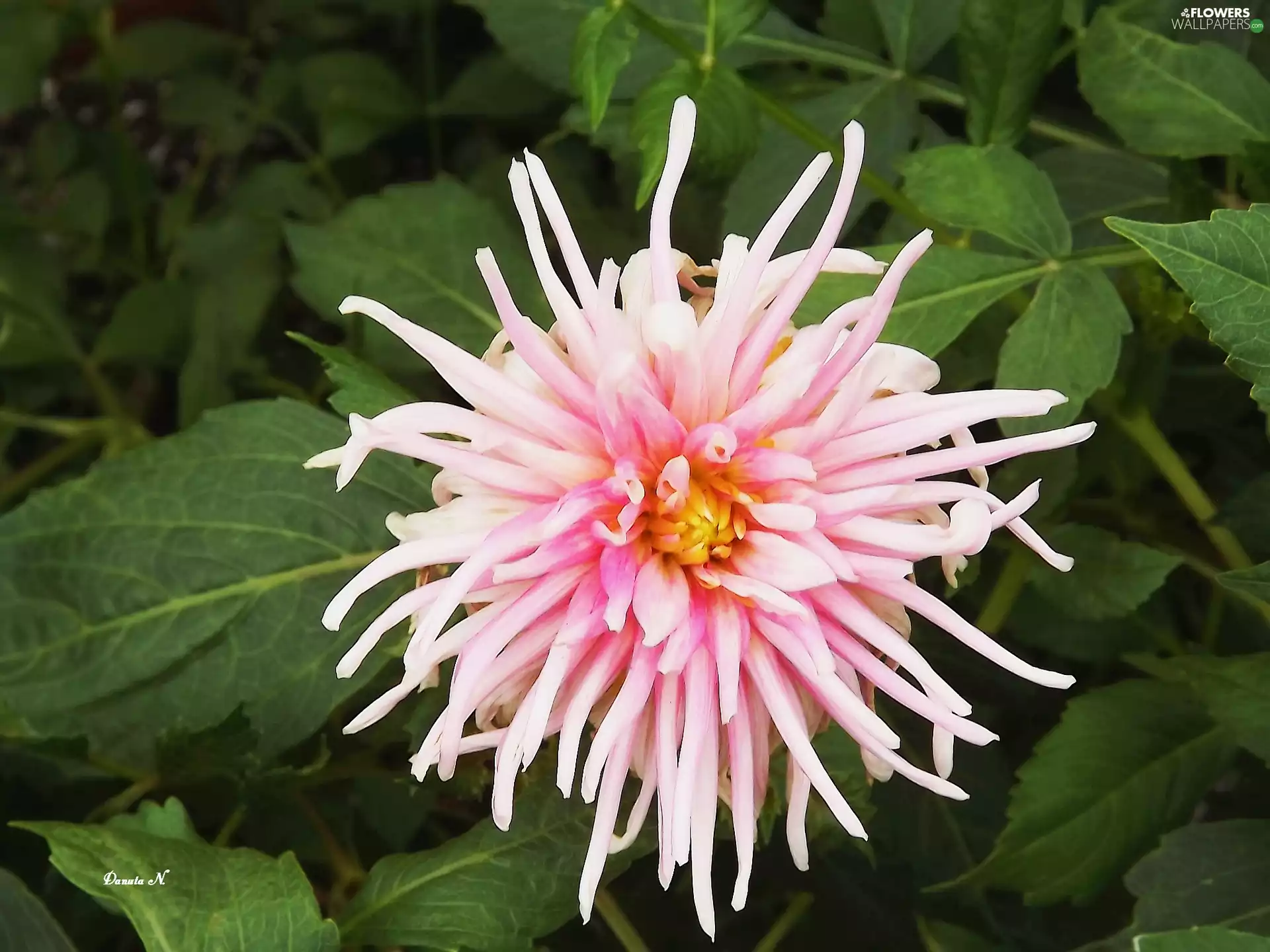 Pink, Colourfull Flowers, Garden, summer, Leaf, Aster