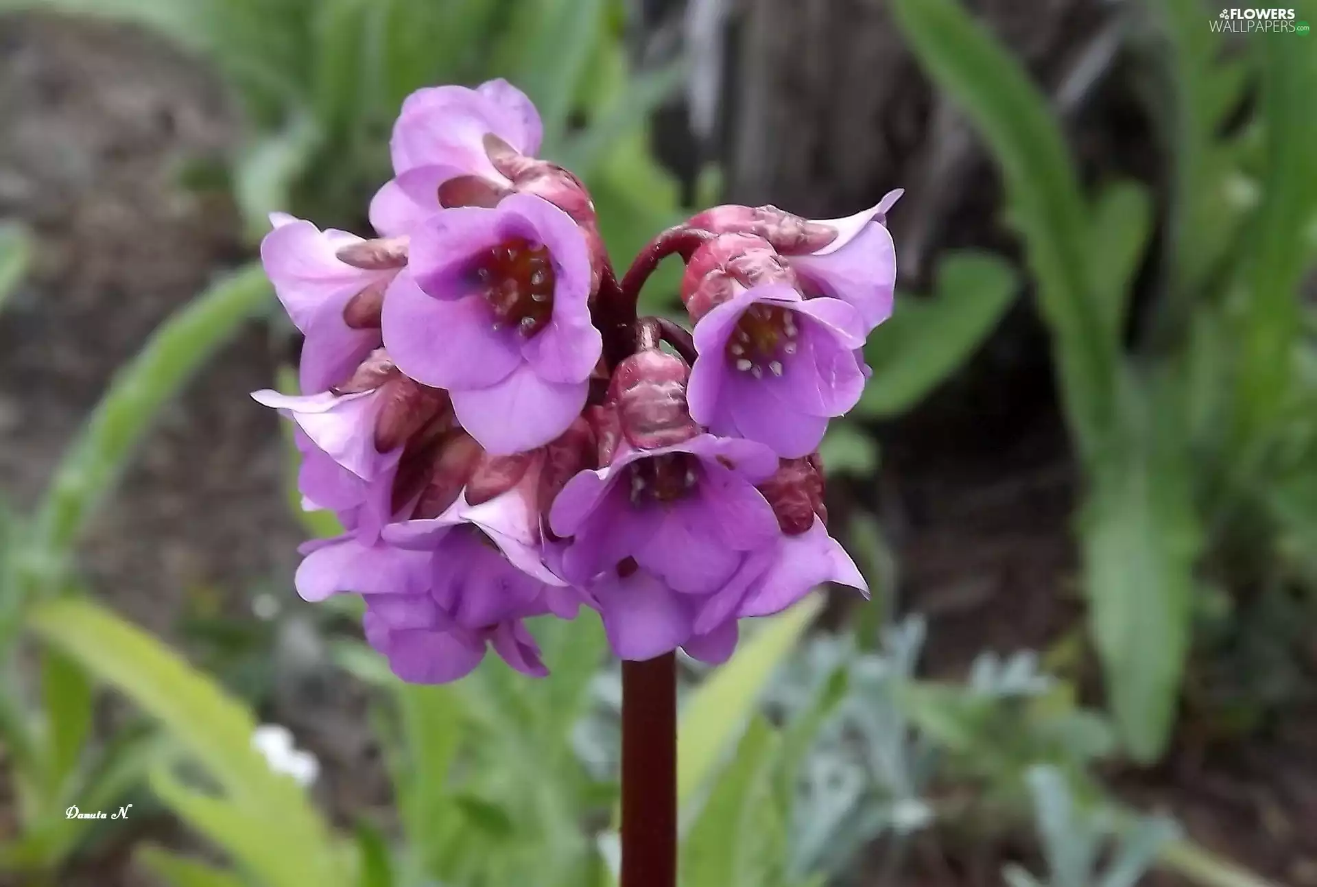 Violet, Colourfull Flowers, Garden, summer, grass, Bergenia