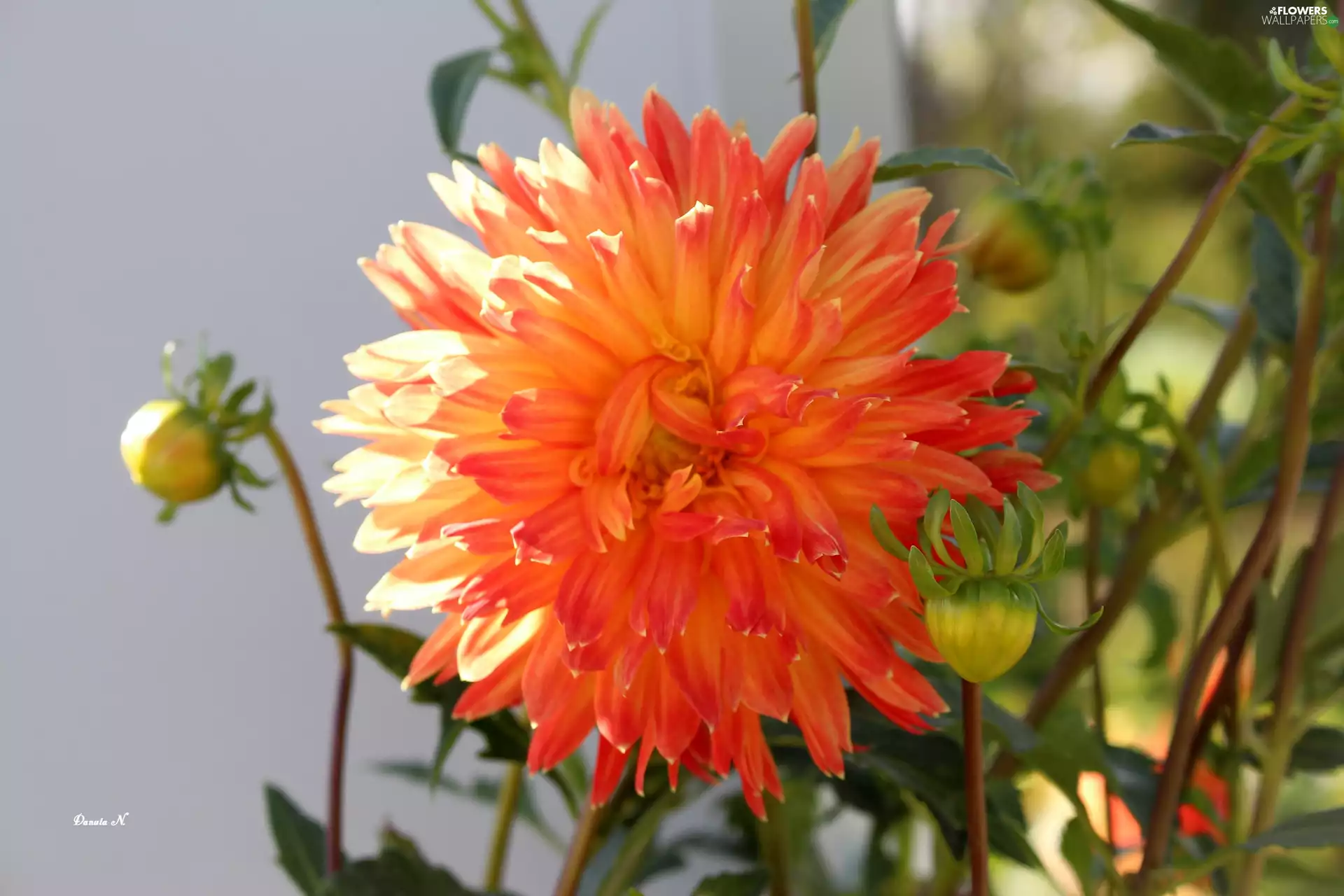 Buds, Colourfull Flowers, Garden, autumn, Leaf, Dalia