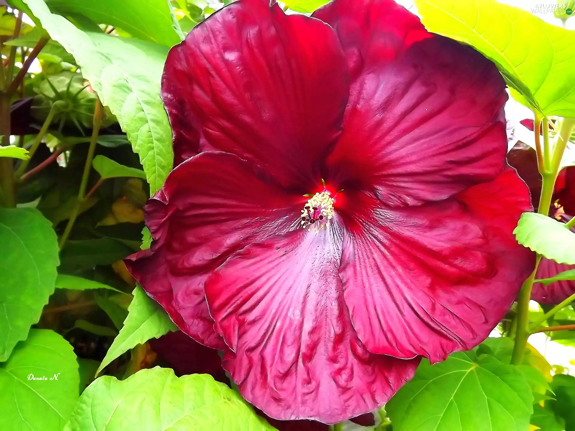 Red, Colourfull Flowers, Garden, summer, Leaf, hibiskus