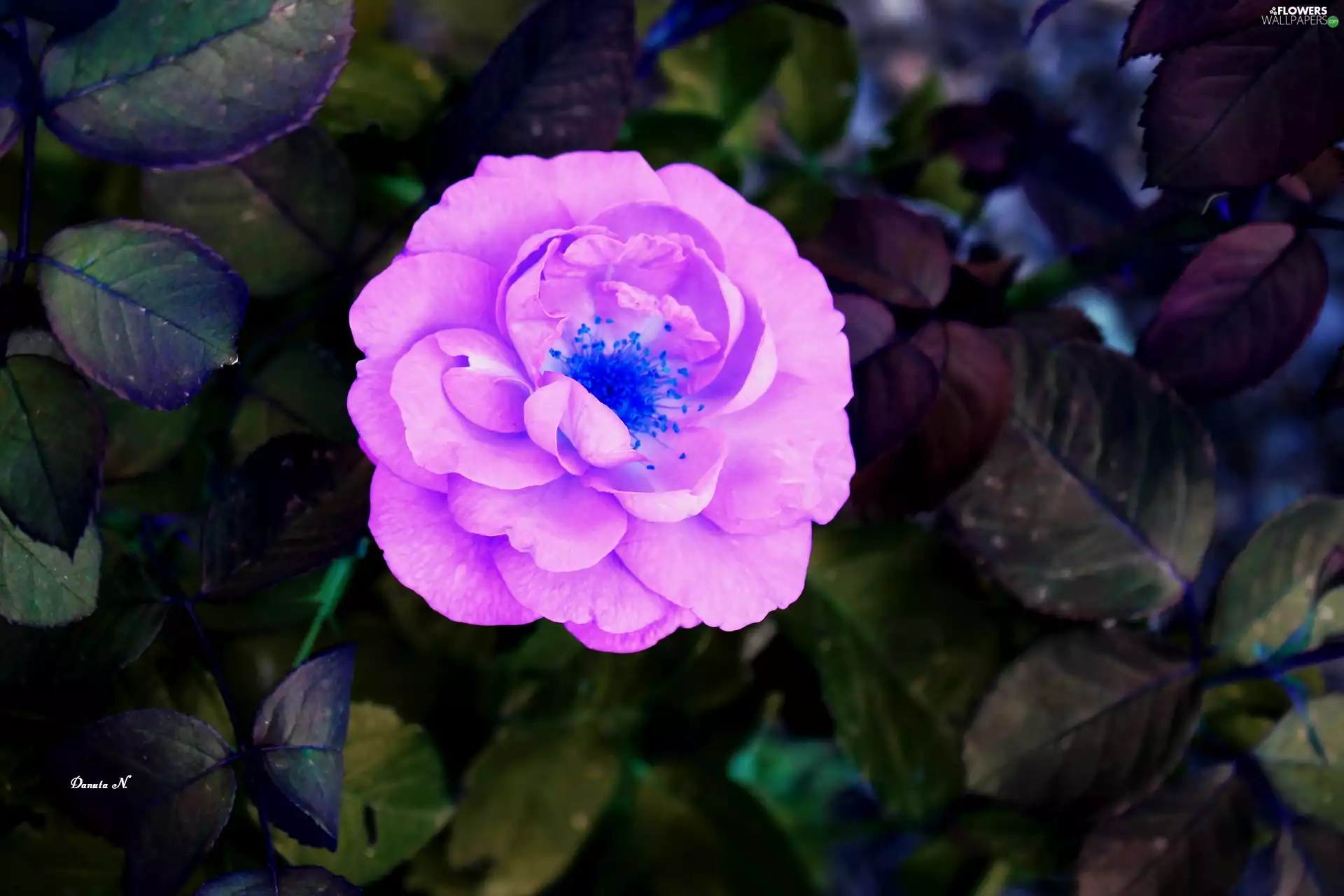 Pink, Colourfull Flowers, Garden, summer, Leaf, rose