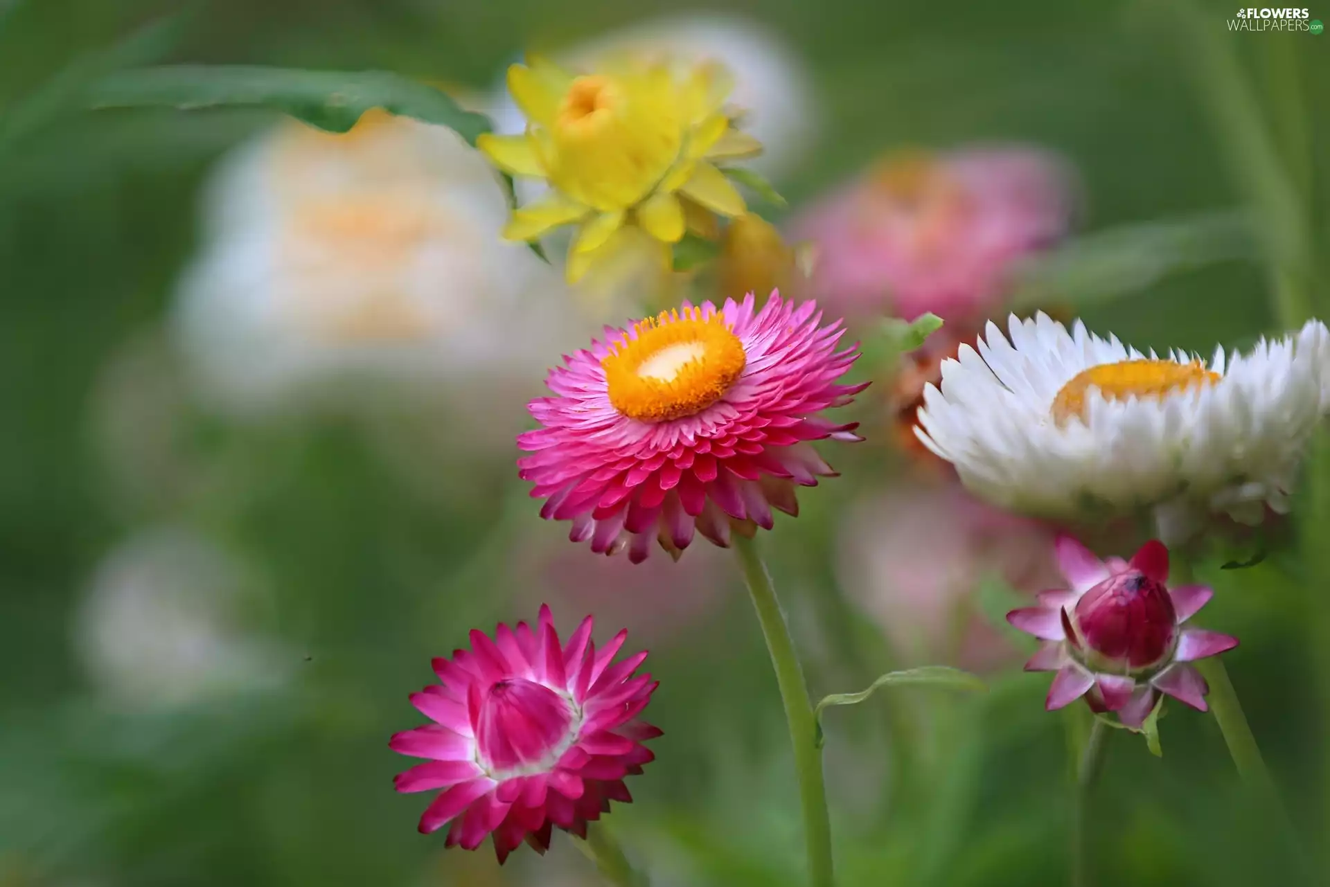 Flowers, Strawflower, Kocanka garden