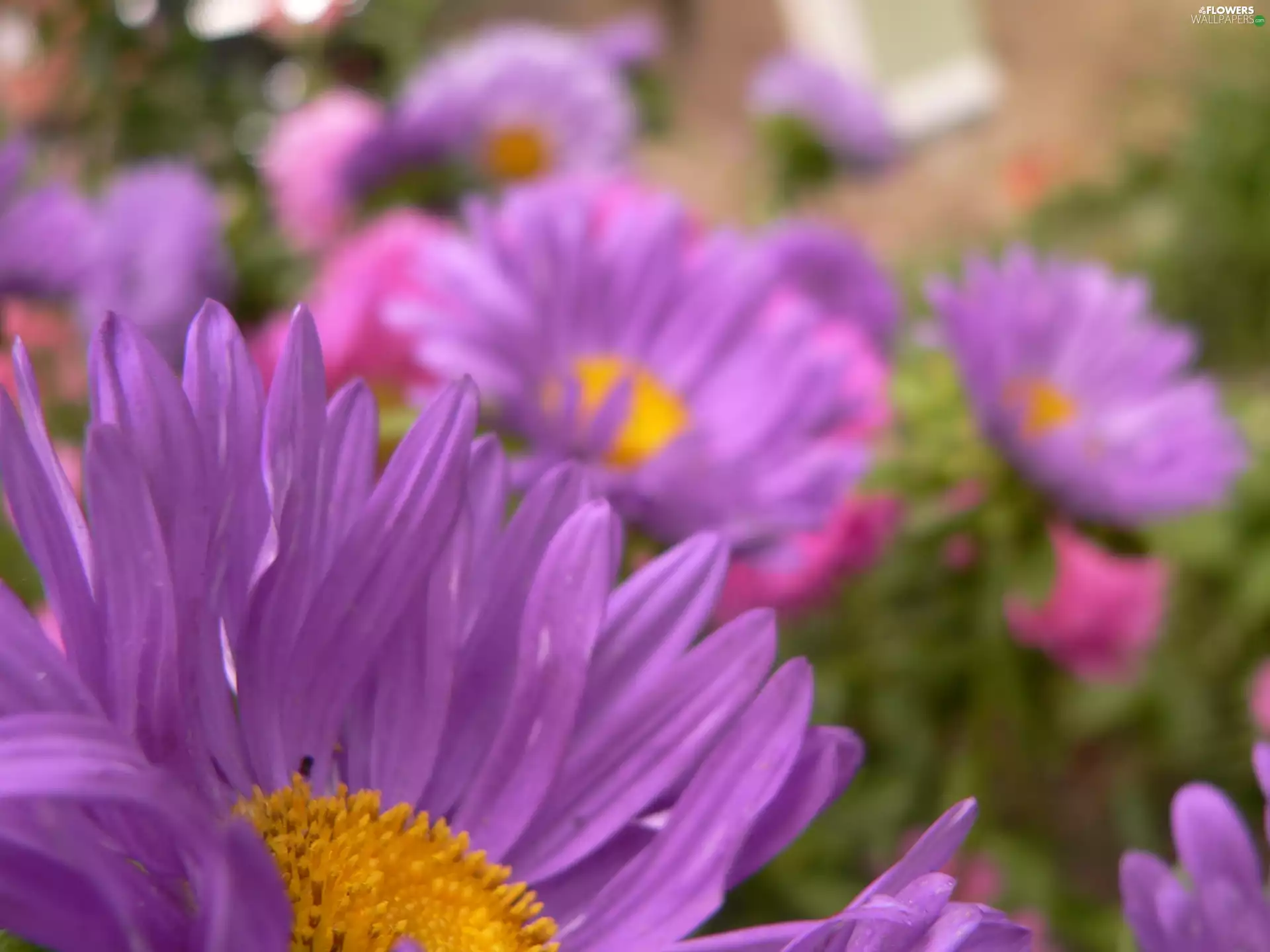 Garden, purple, Flowers
