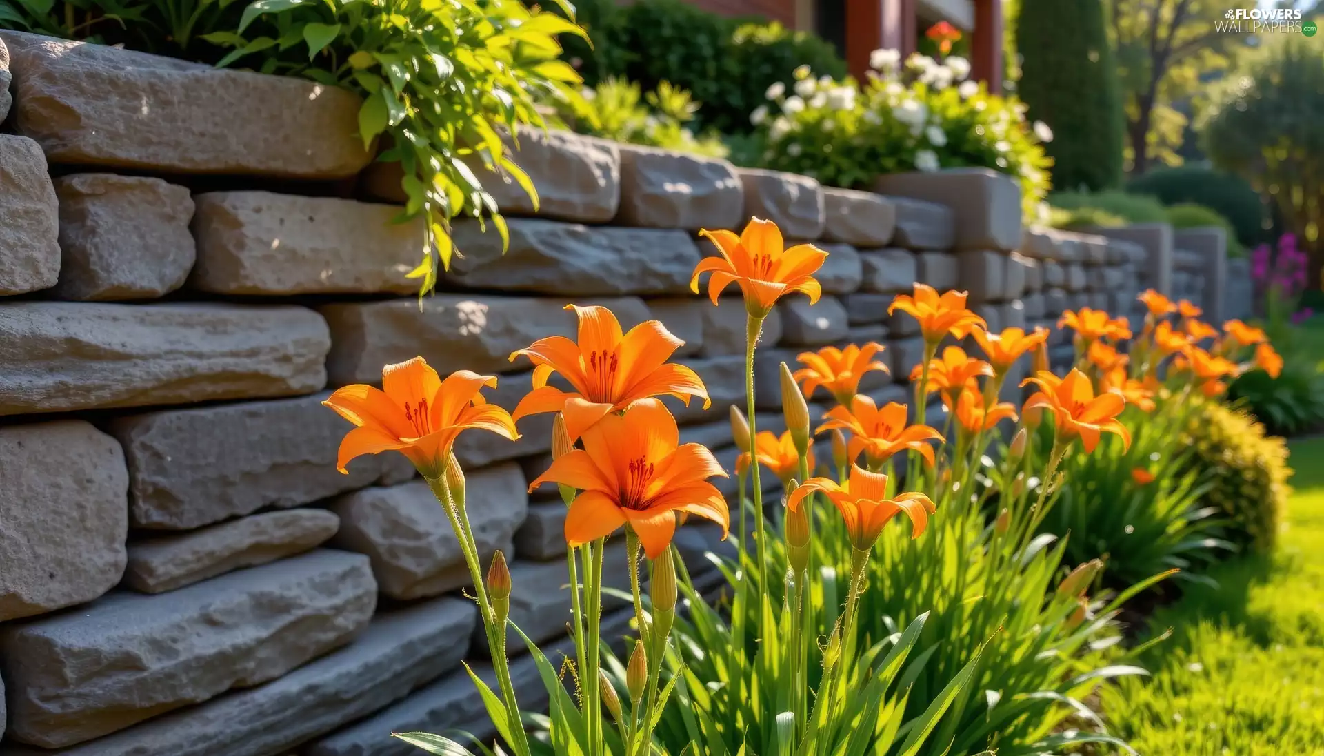 lilies, Orange, wall, Garden, Plants, Flowers