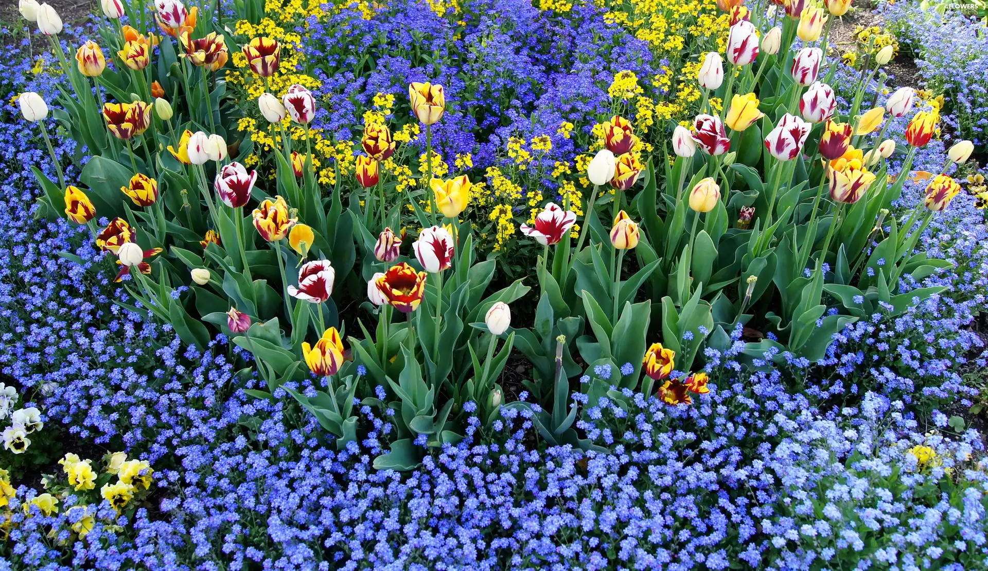 Garden, tulips, Forget