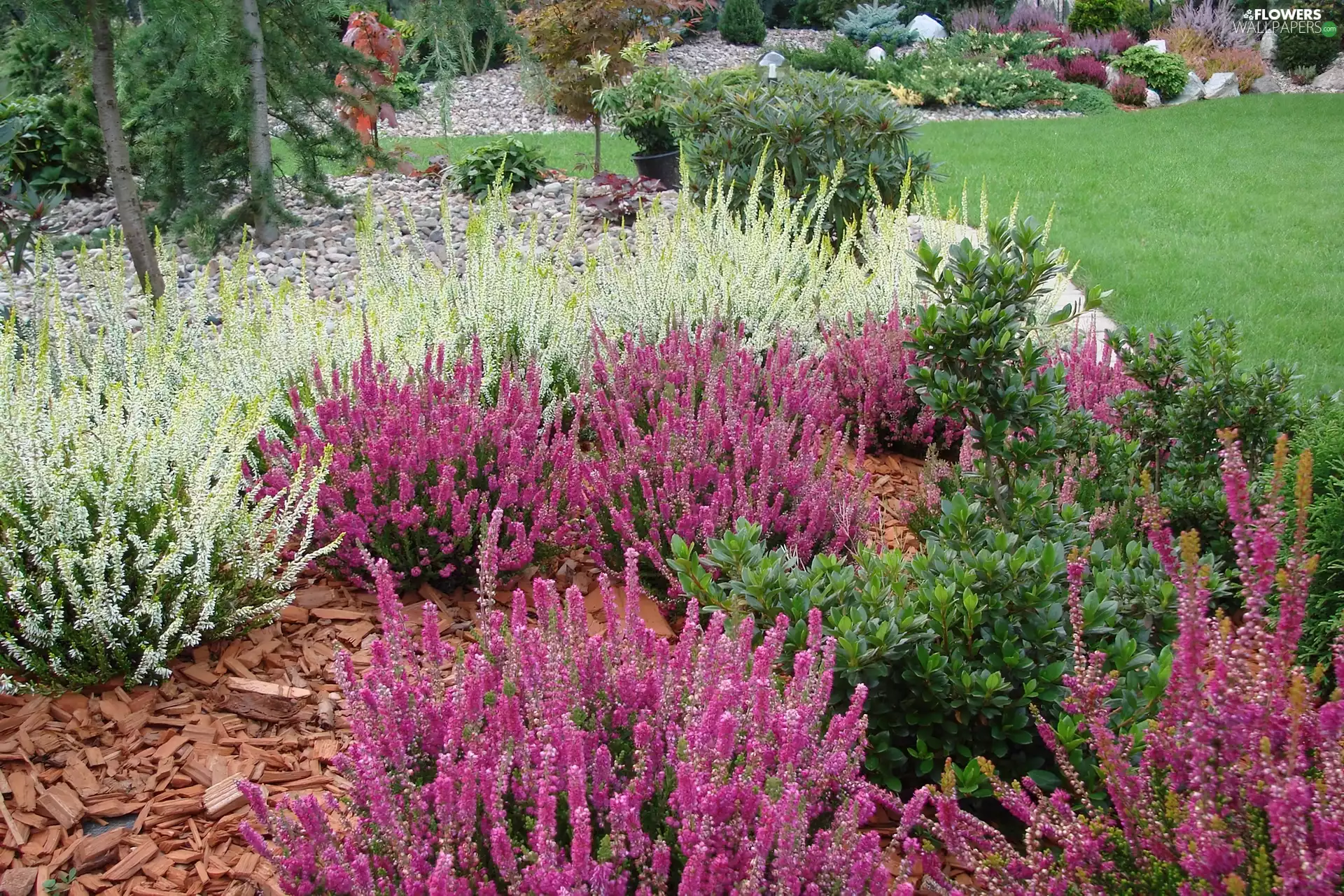 Garden, heathers