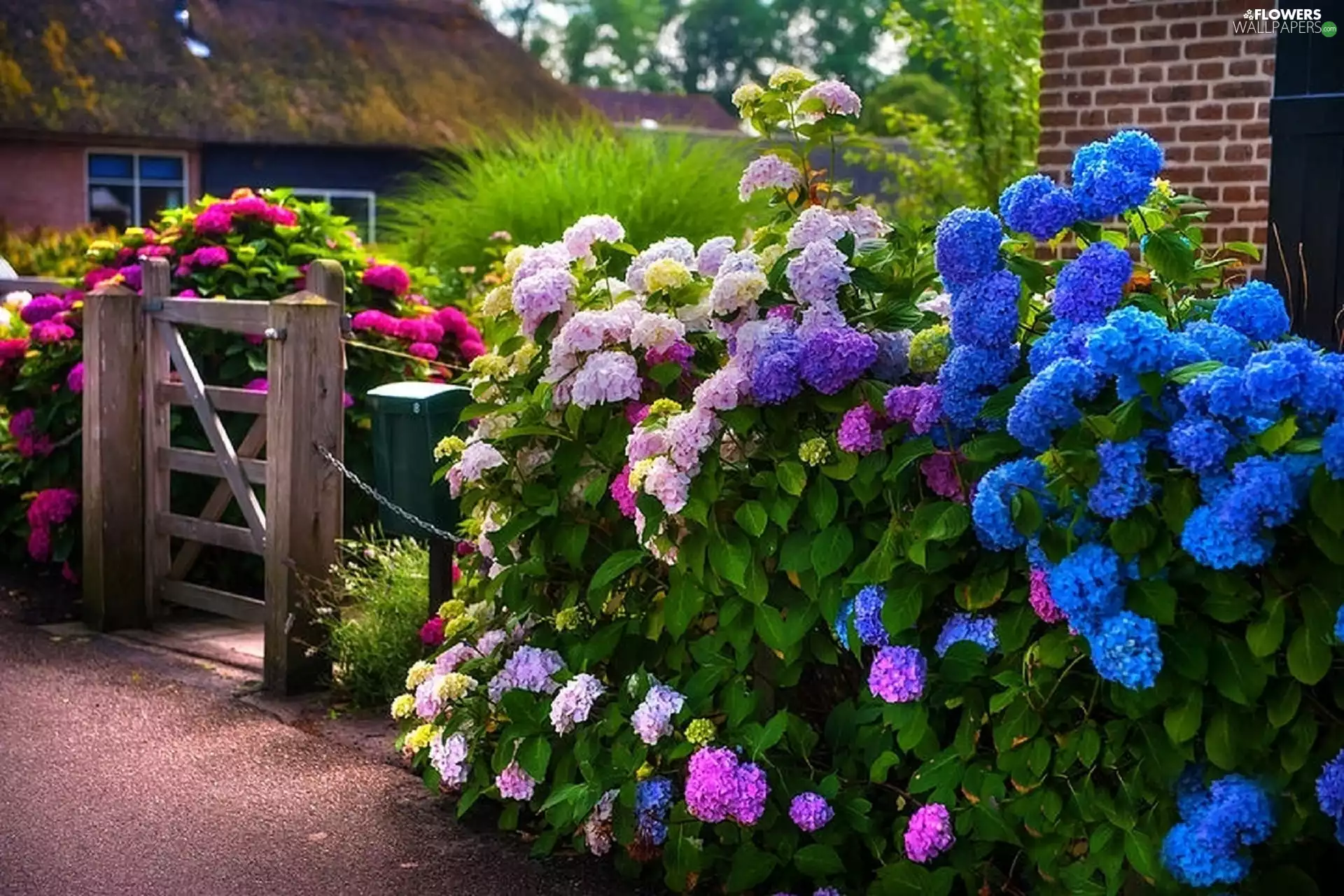 house, color, hydrangeas, Garden