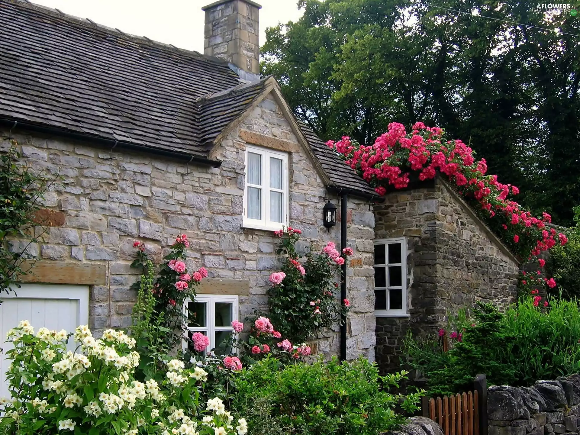 house, Climbing, roses, garden