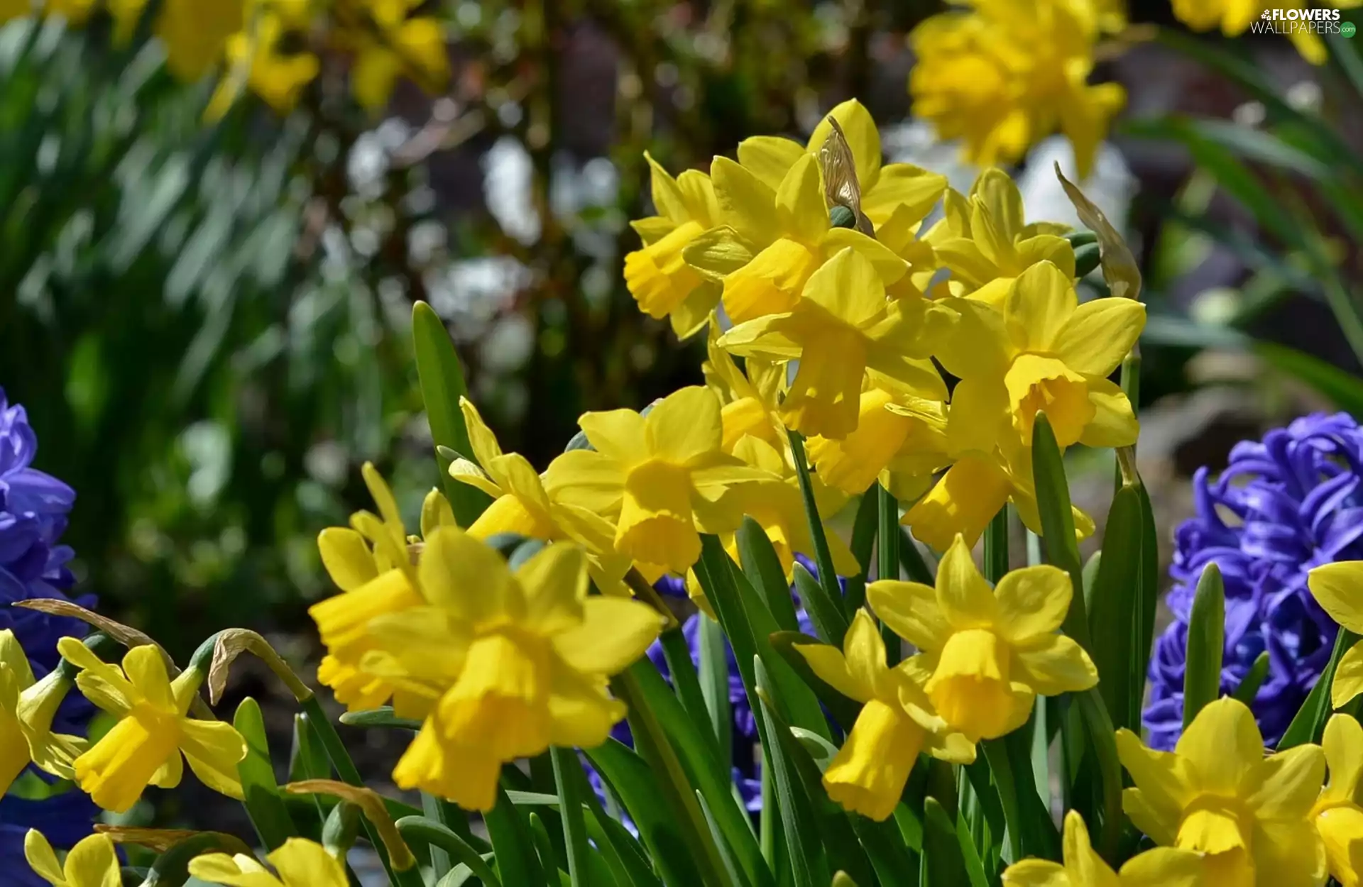 Hyacinths, Daffodils - Flowers wallpapers: 1920x1250