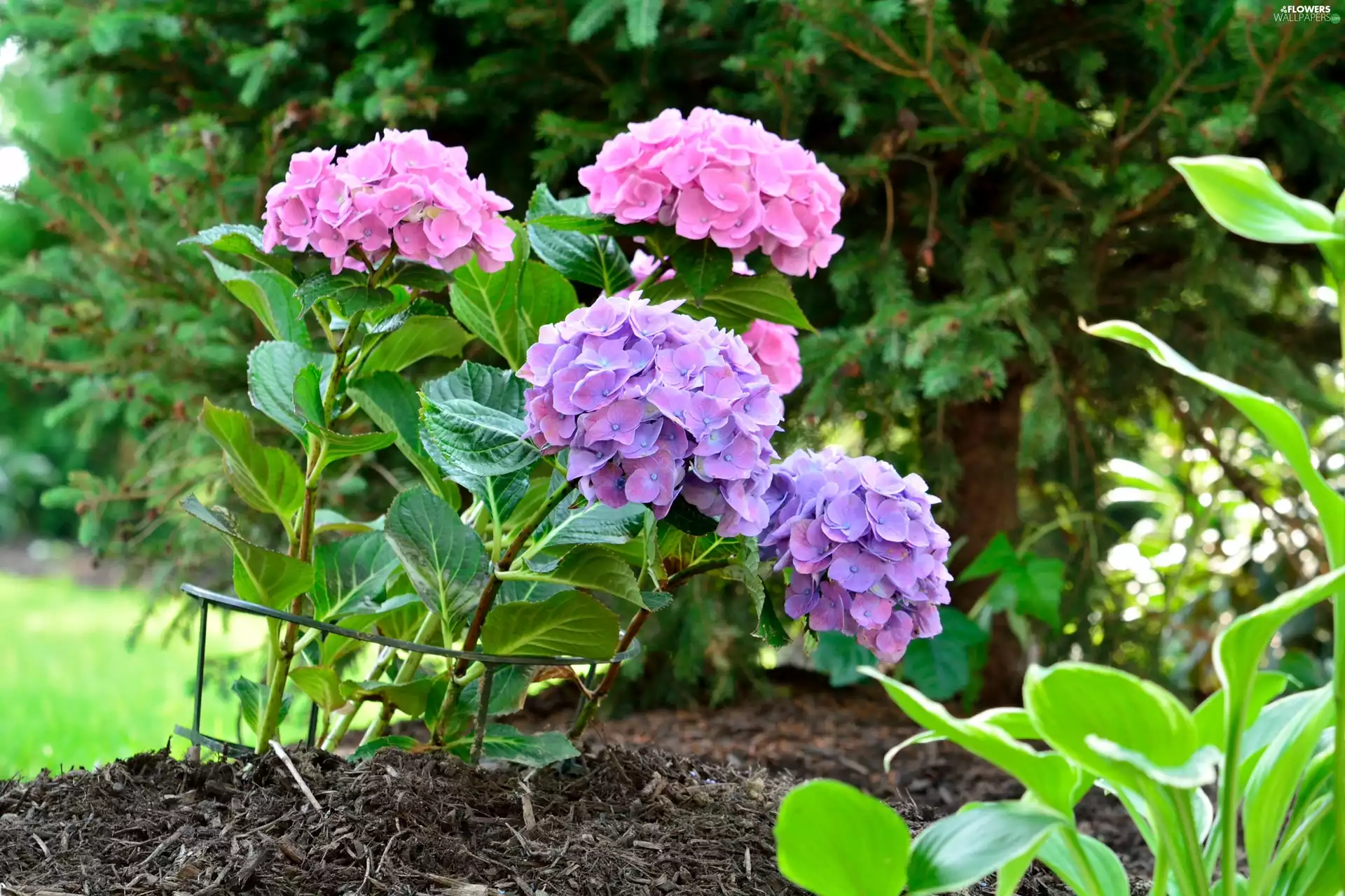 Garden, color, hydrangeas