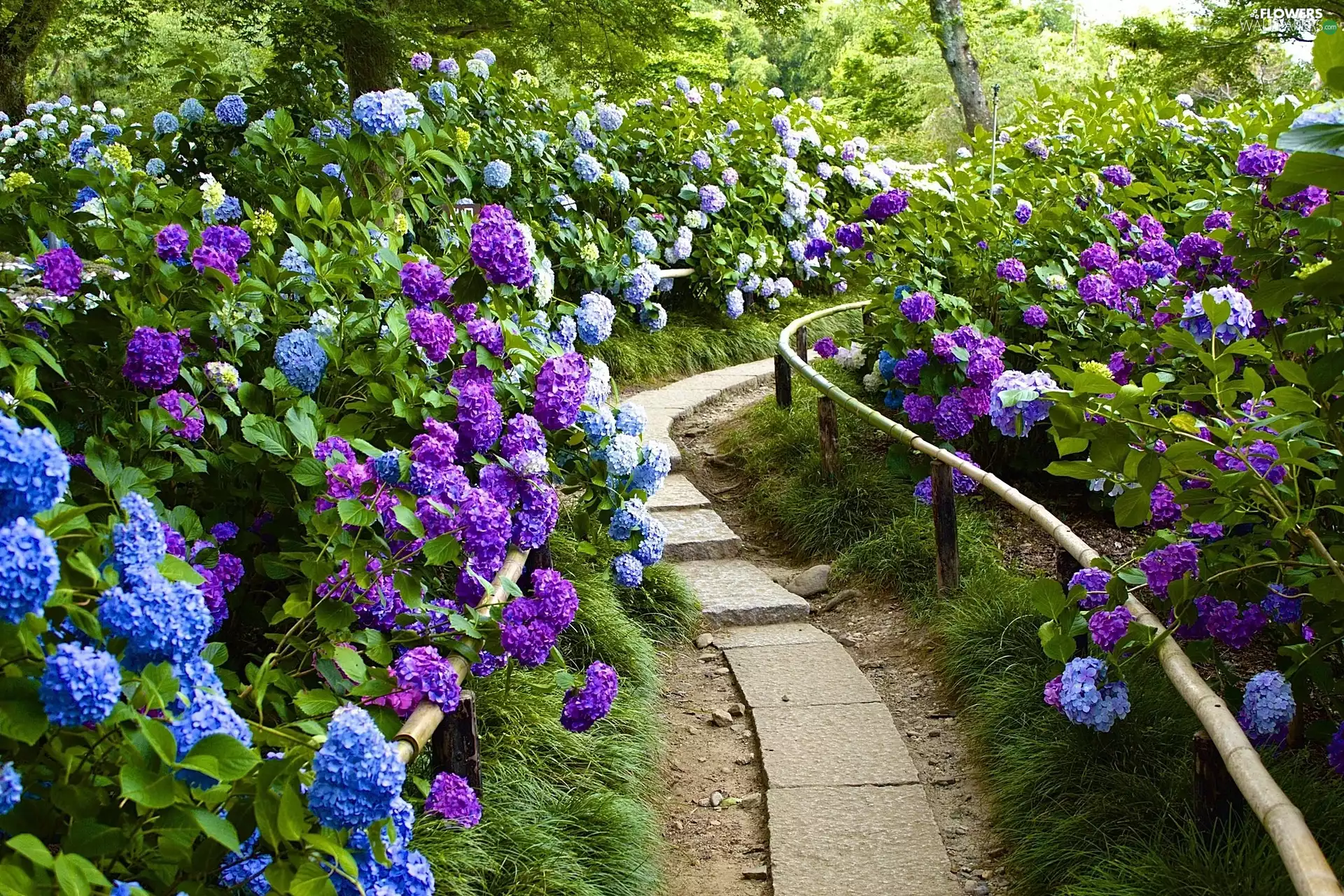 Garden, hydrangeas