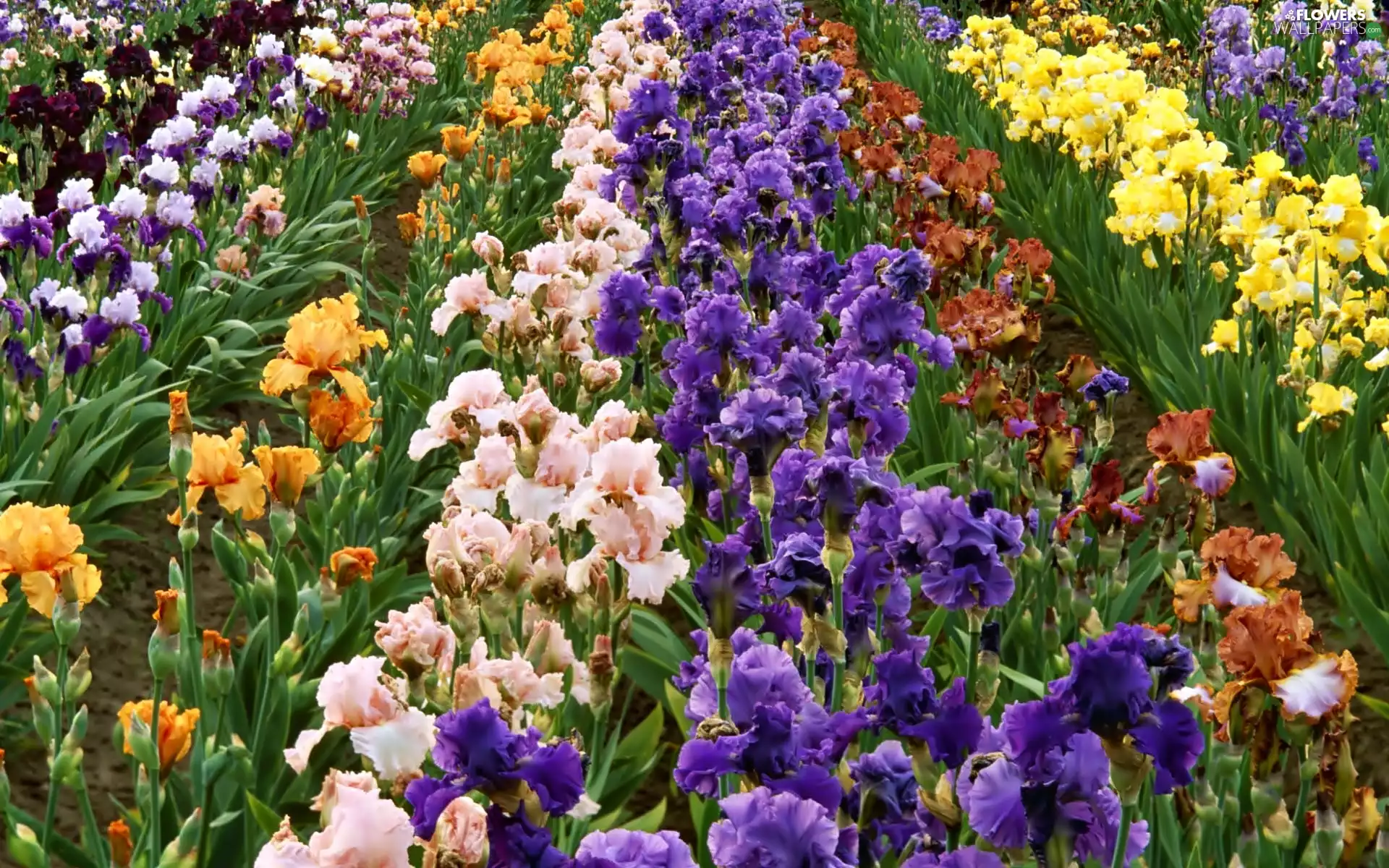 Garden, Irises