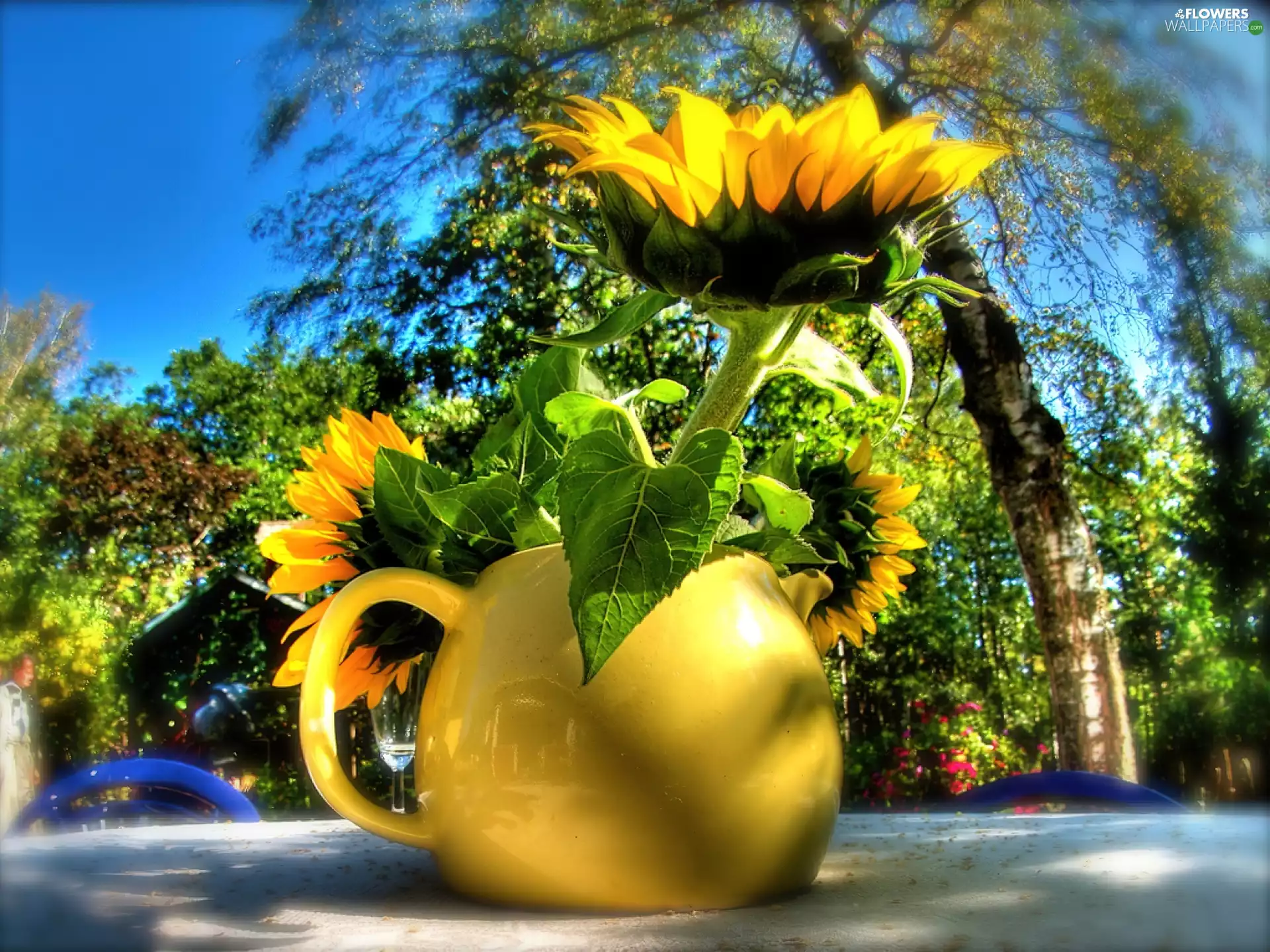 viewes, Garden, jug, trees, Sunflower