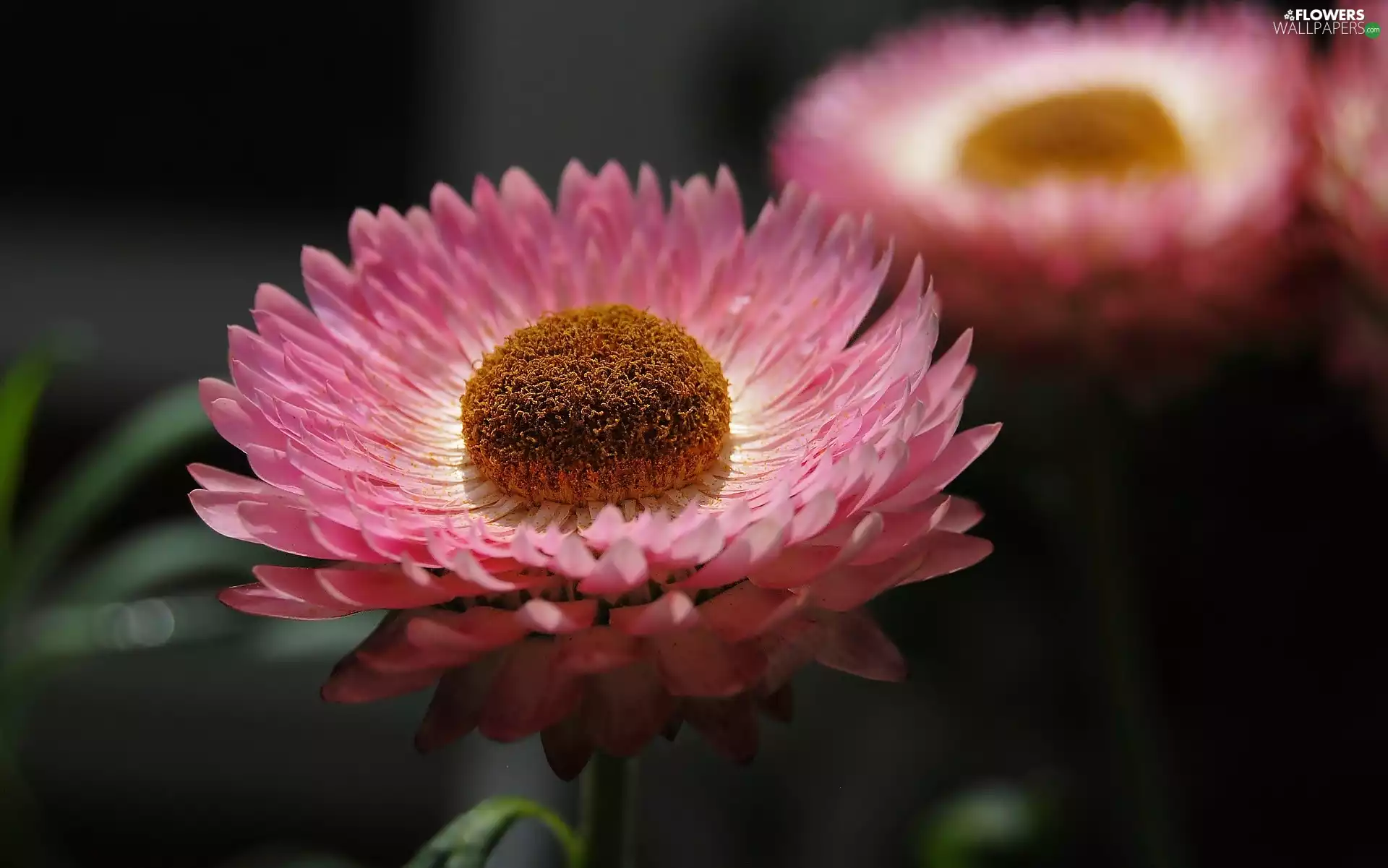 Pink, Kocanka garden