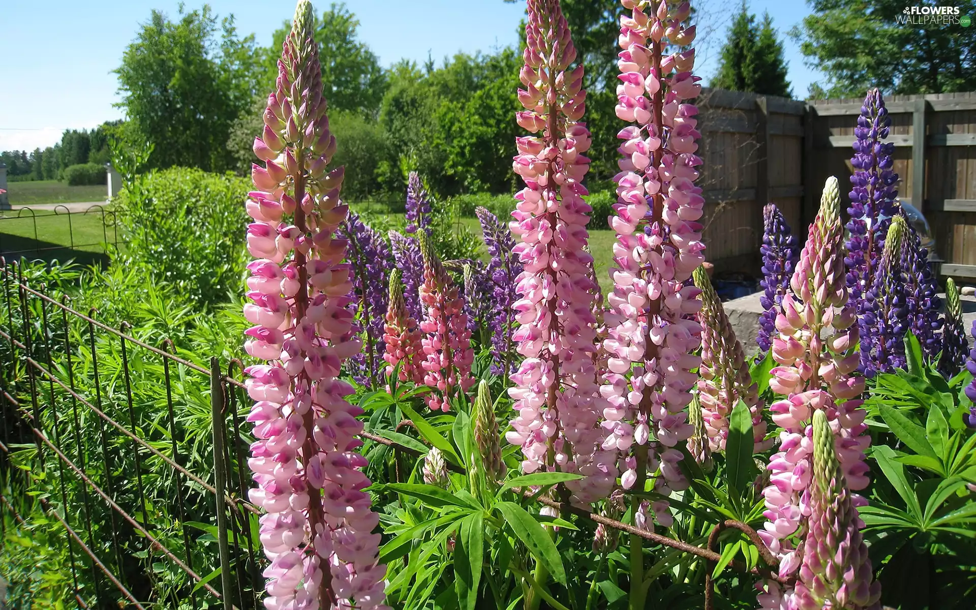 garden, lupine