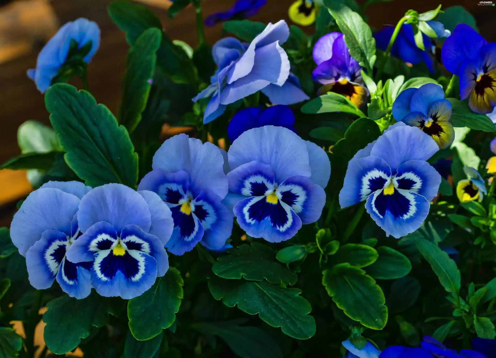 Garden, Blue, pansies