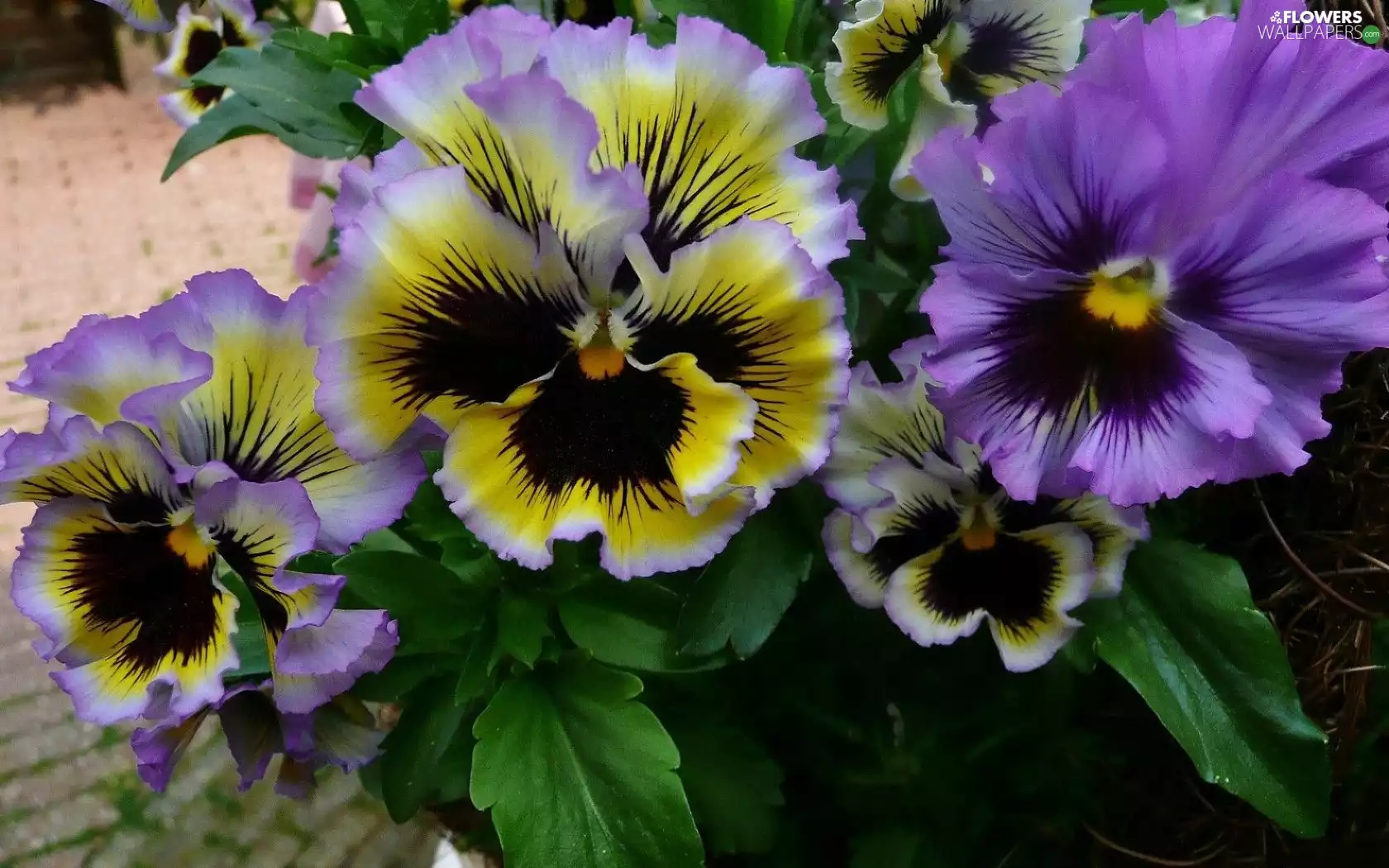 Garden, color, pansies