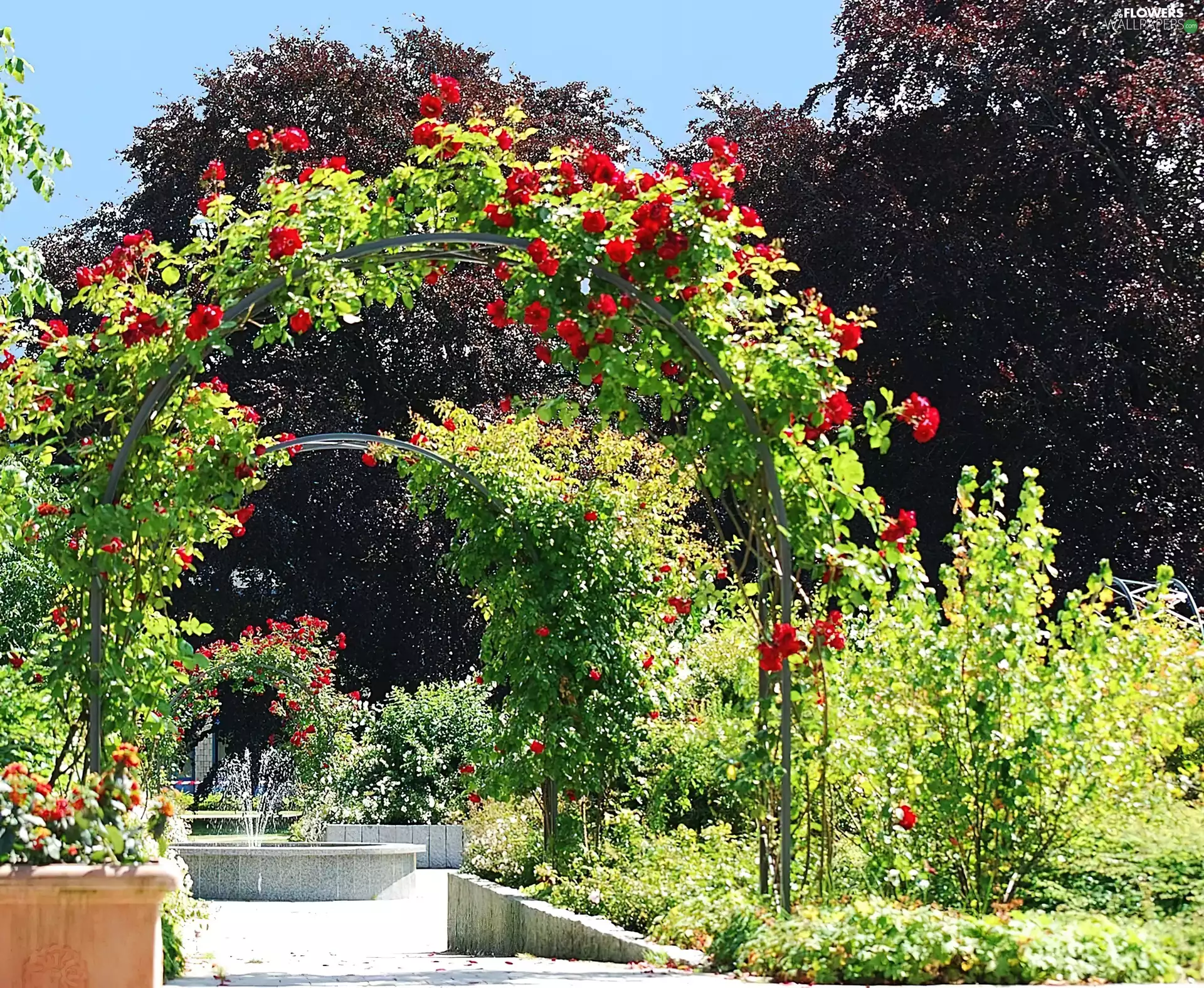 Park, rosy, fountain, Garden