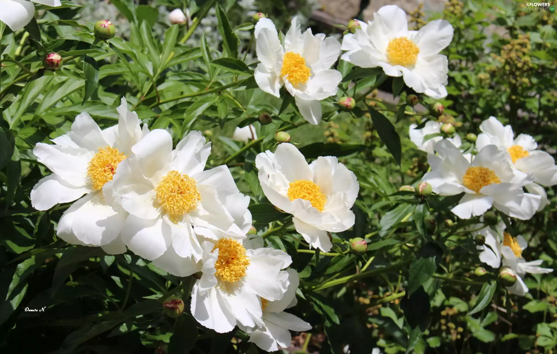 White, Flowers, Leaf, Garden, Buds, Peonies