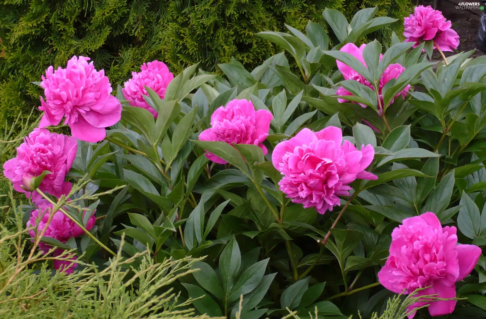 Garden, Pink, Peonies