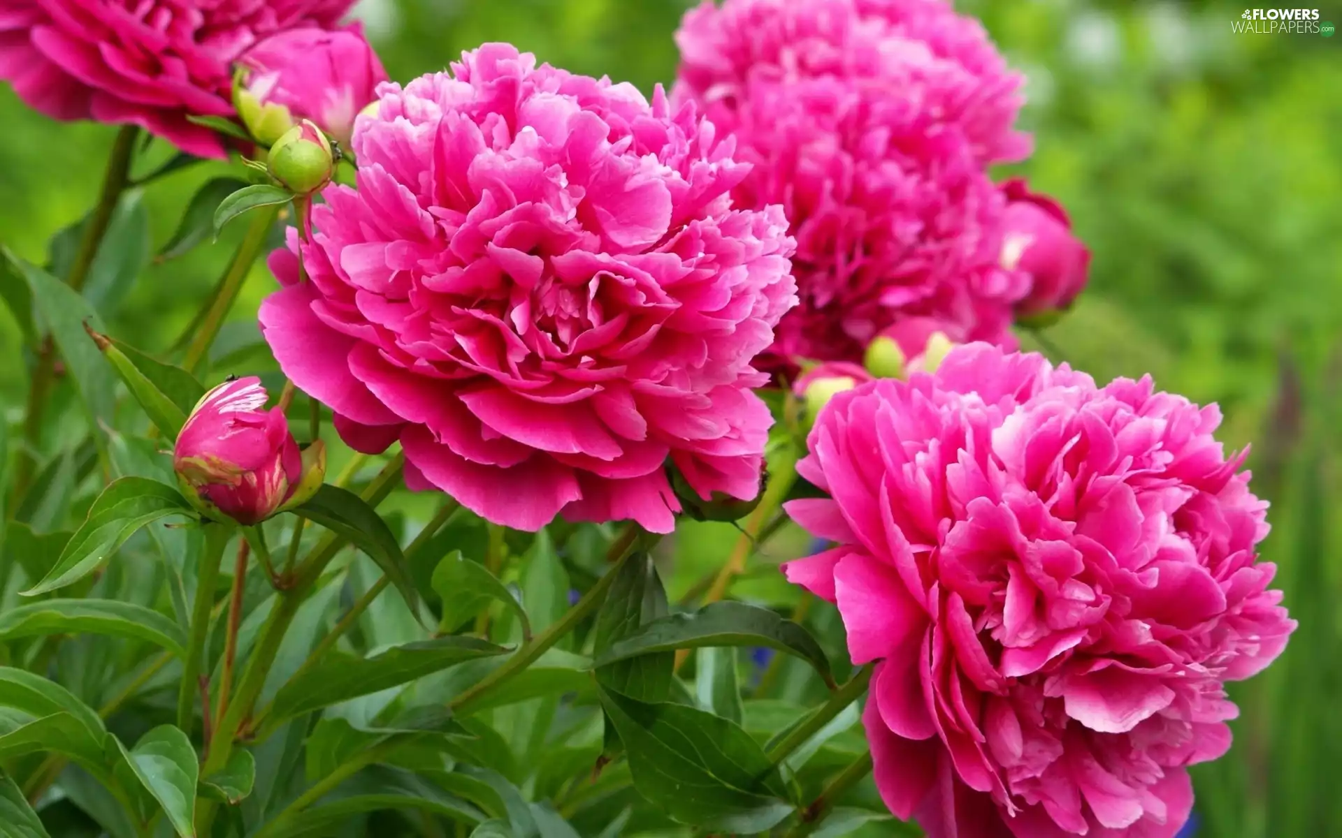 Peonies, Garden