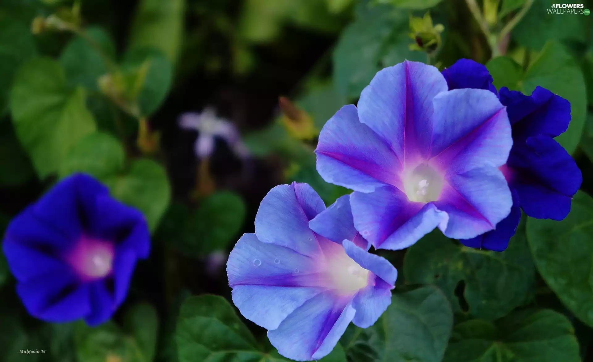 blue, bindweed