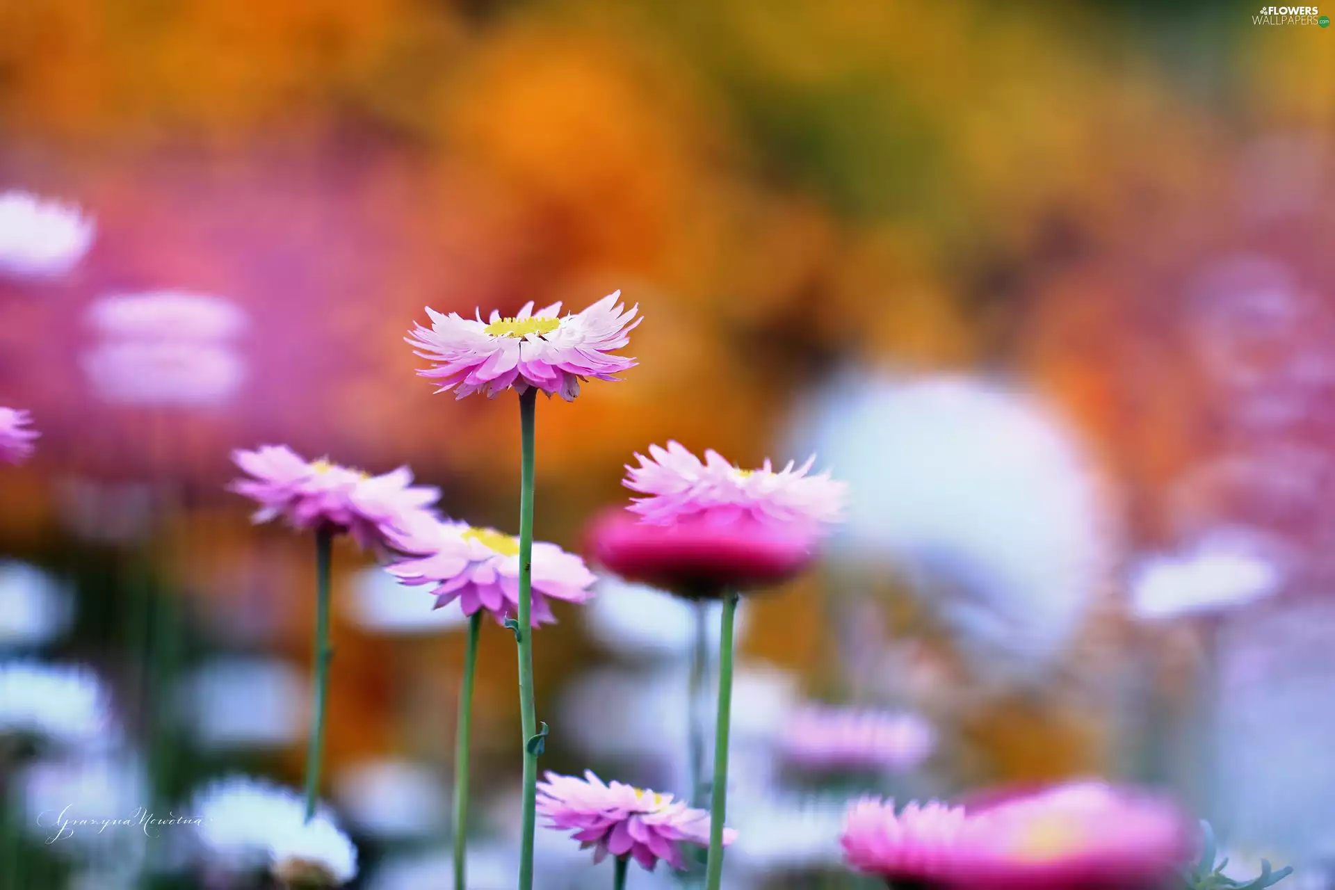 Kocanka garden, Pink, Flowers, everlasting