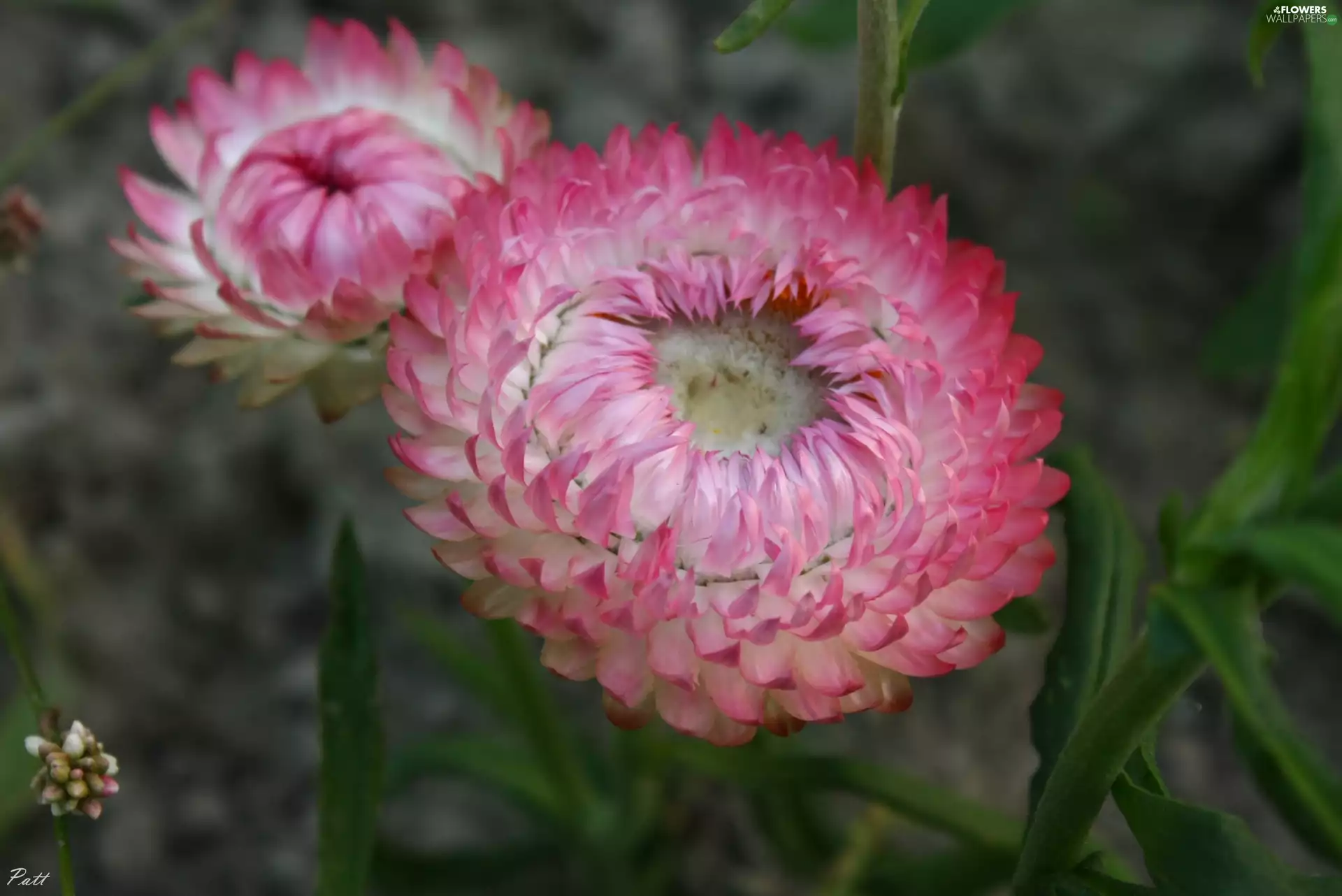 Kocanka garden, Pink, Colourfull Flowers