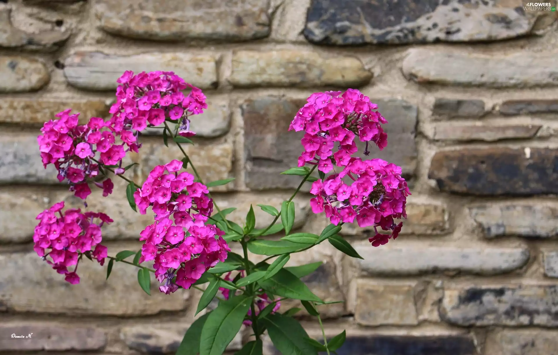 Flowers, phlox, ledge, Garden, stone, Pink