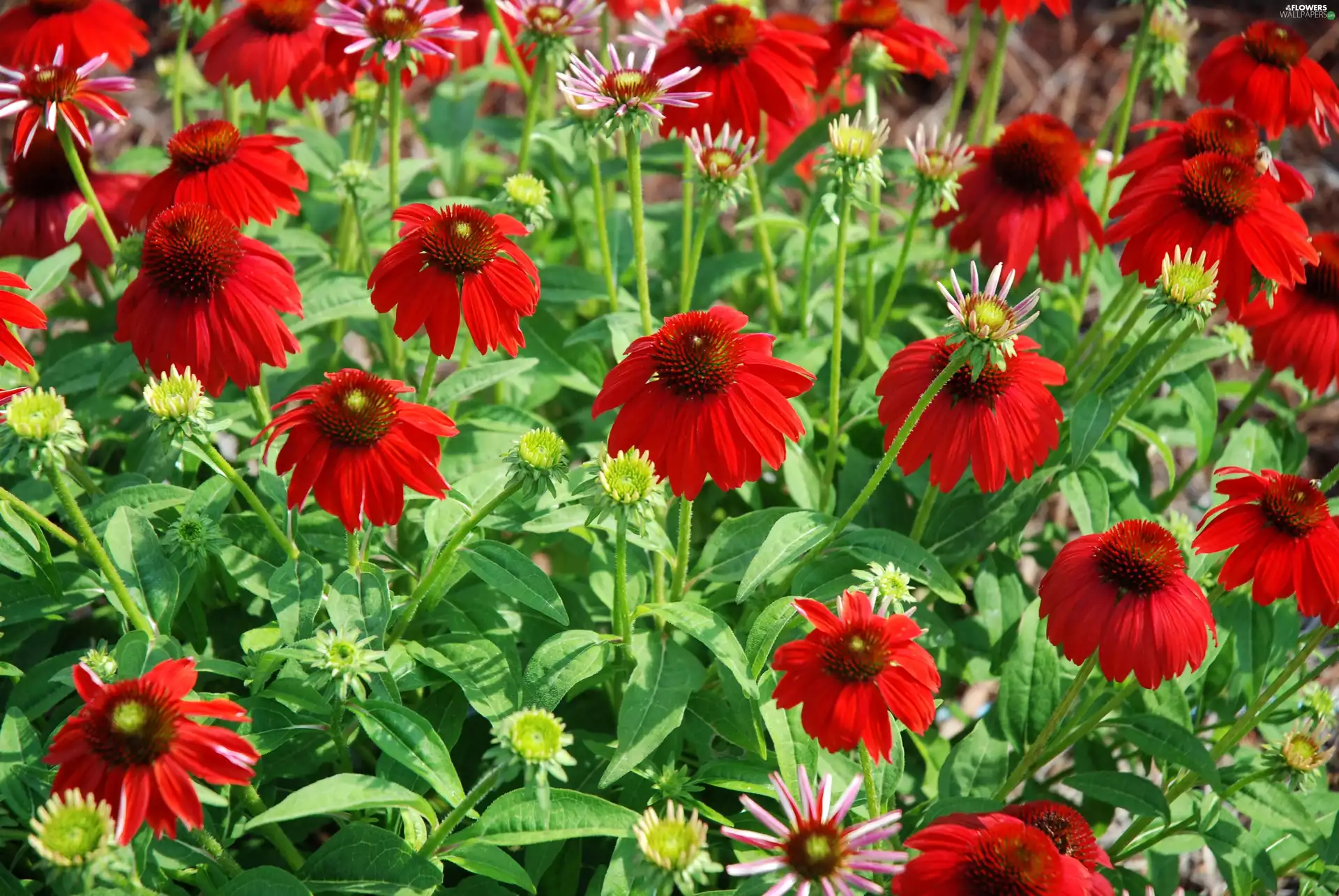 Garden, echinacea, Purple