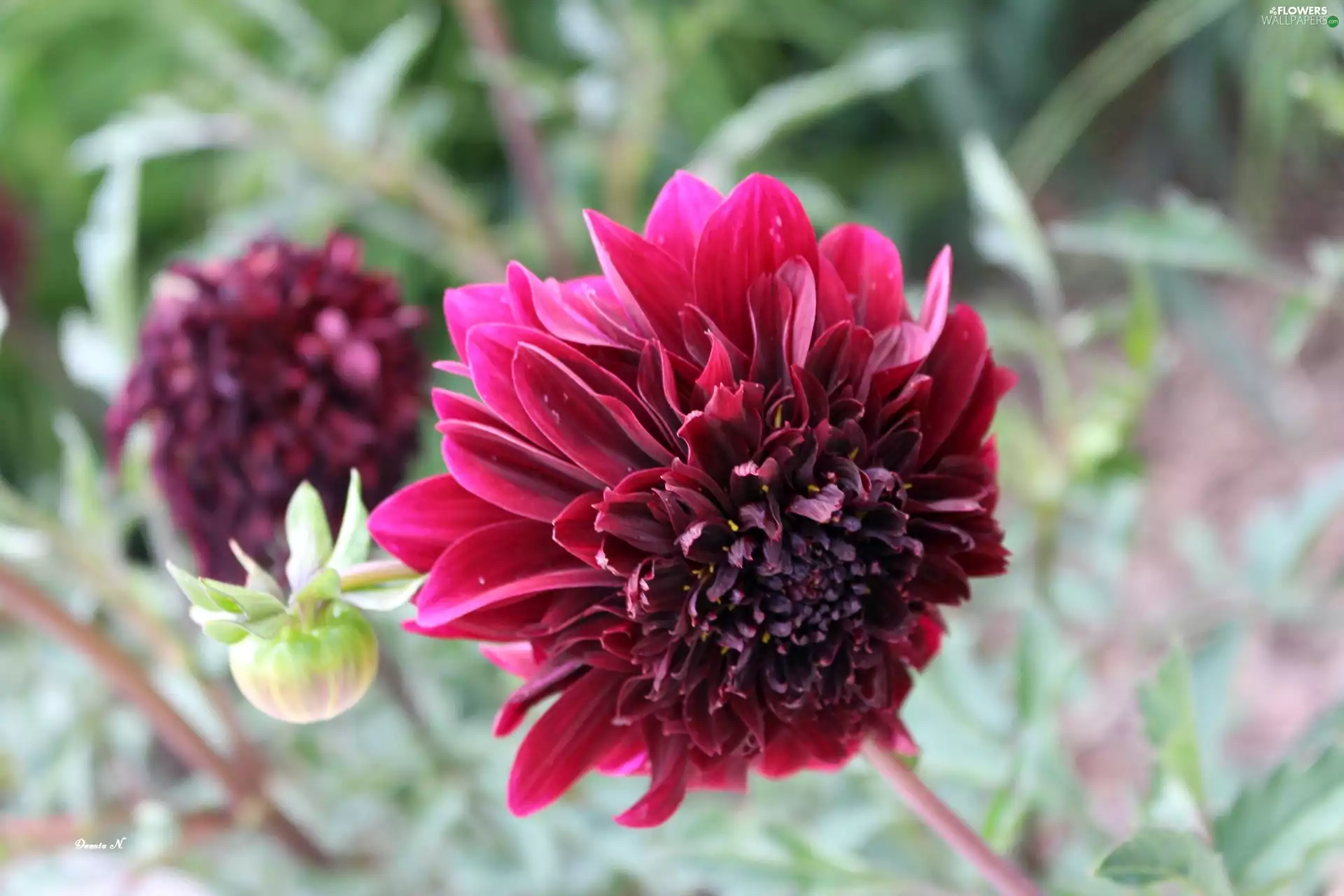 bud, Dalia, summer, Garden, Leaf, Purple