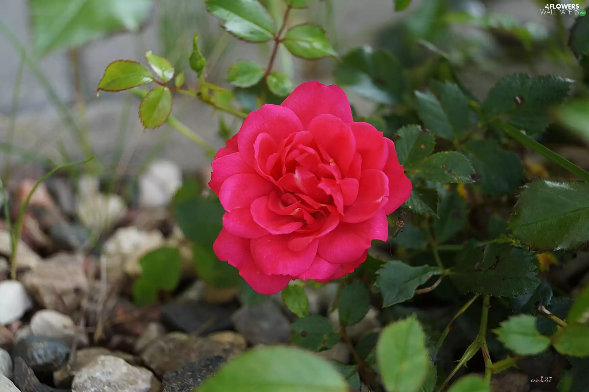 rose, Insect, Pebble, garden