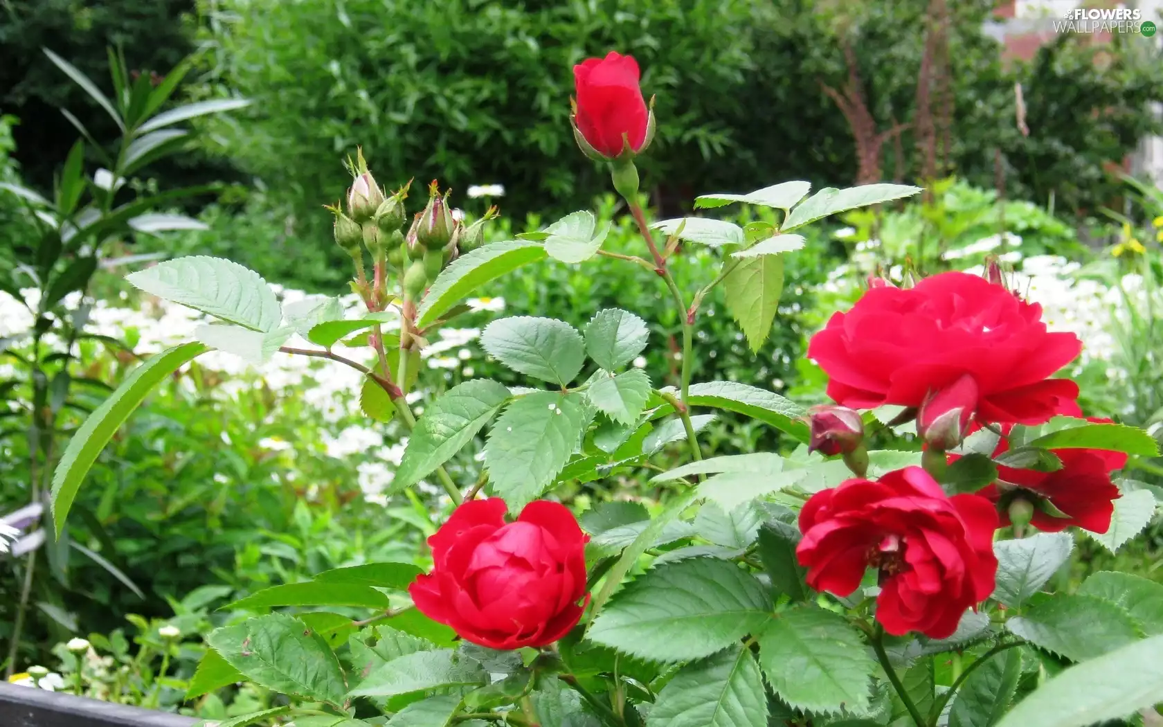 Garden, Red, roses