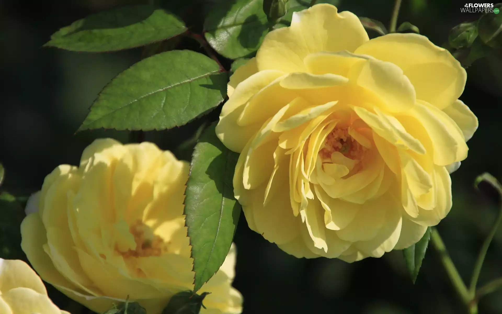 Garden, Yellow, roses