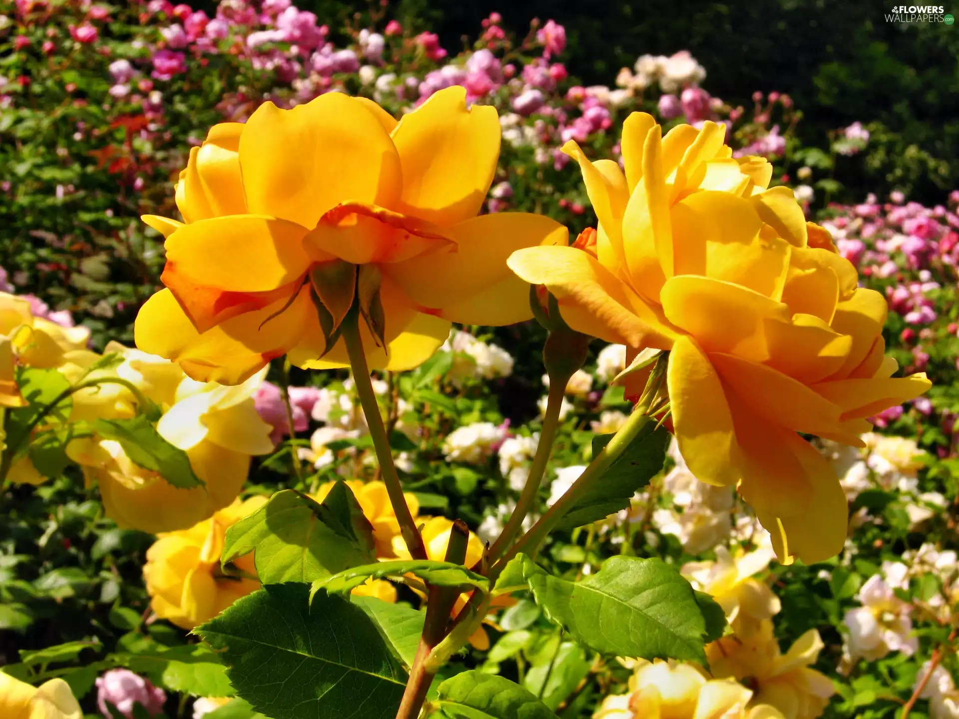 Garden, Yellow, roses