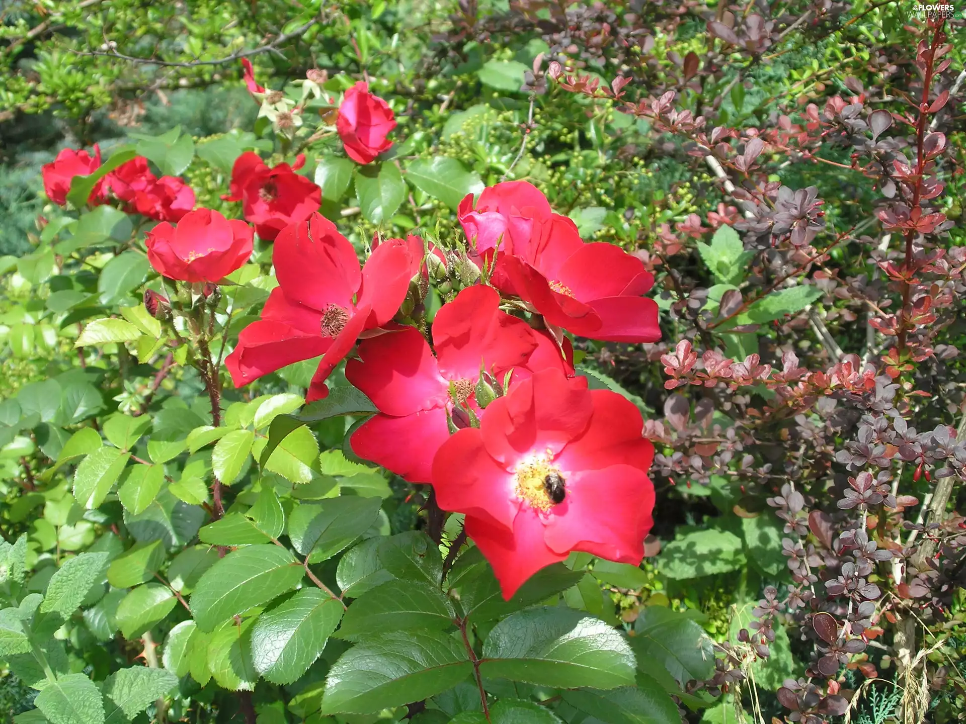 roses, Garden