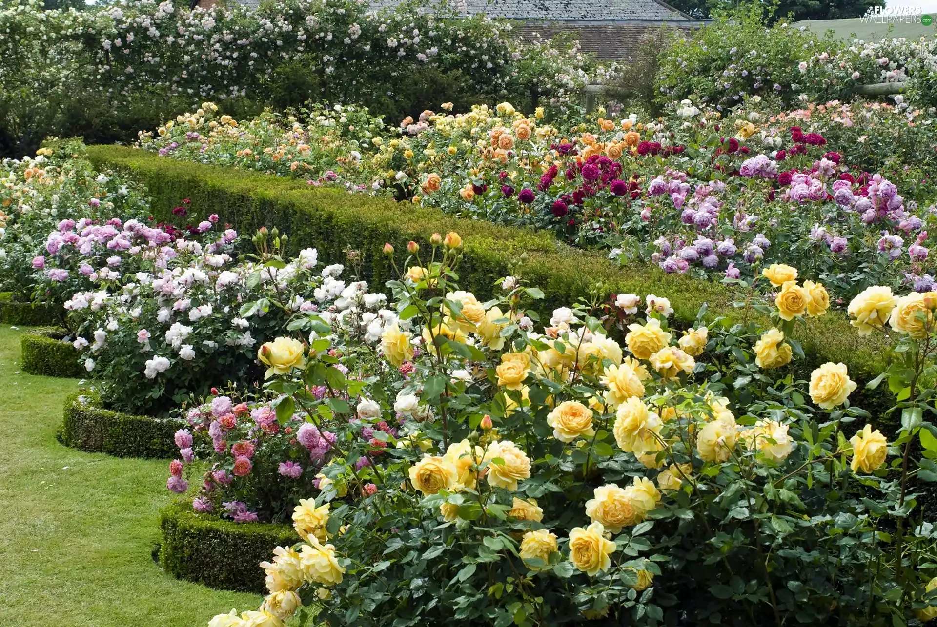 Garden, rosy