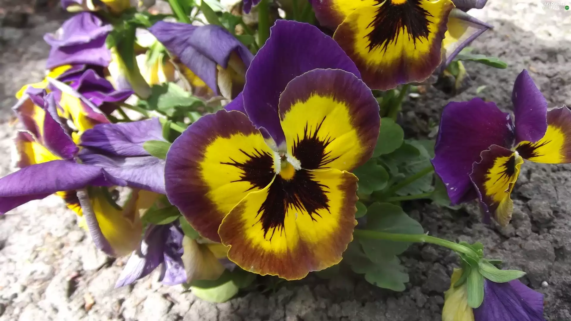 Garden, pansy, Smile