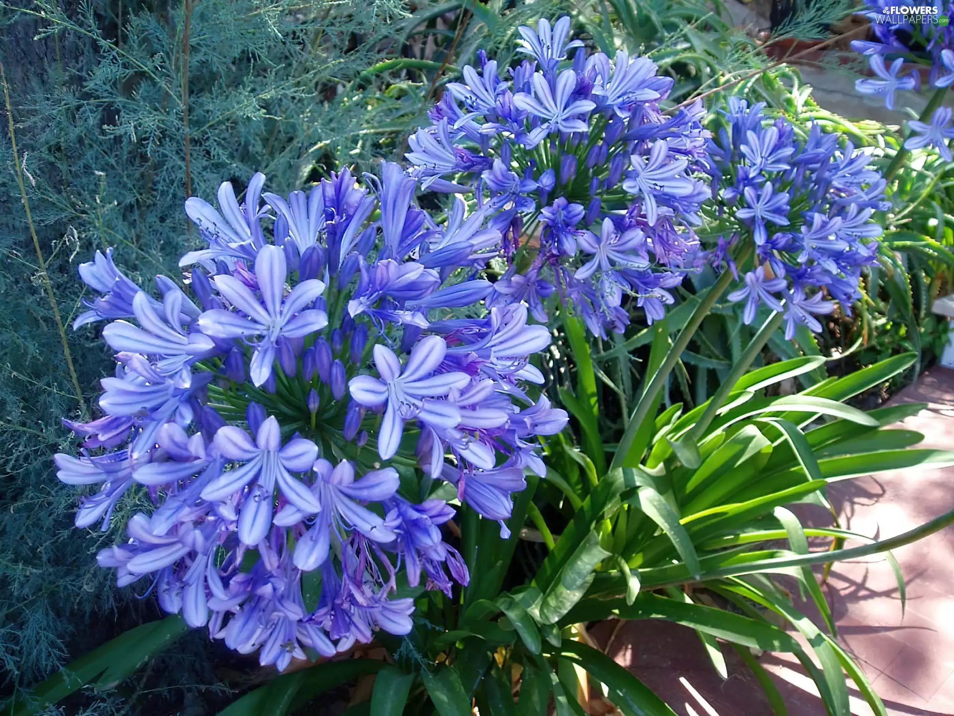 summer, Agapanthus, blue, Garden