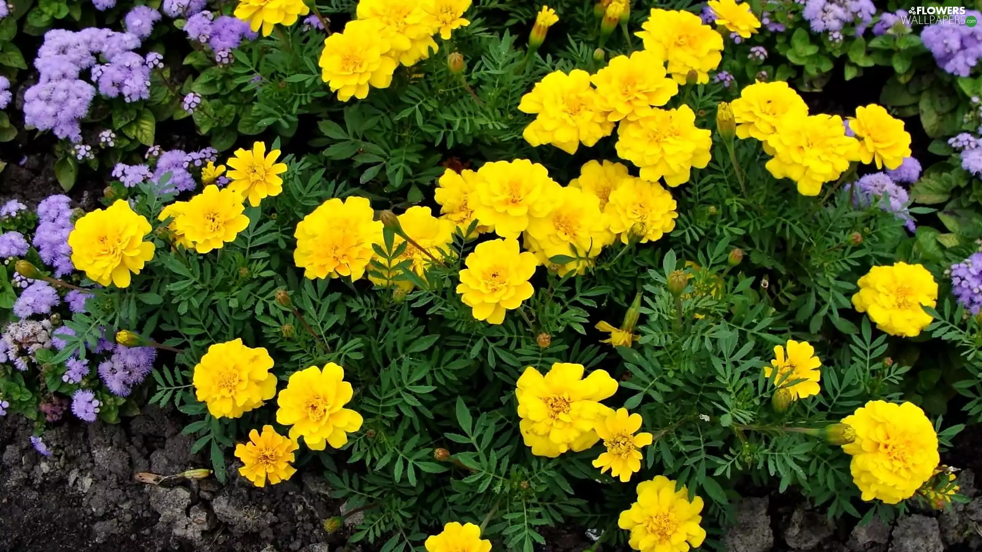 summer, Yellow, Tagetes, Garden